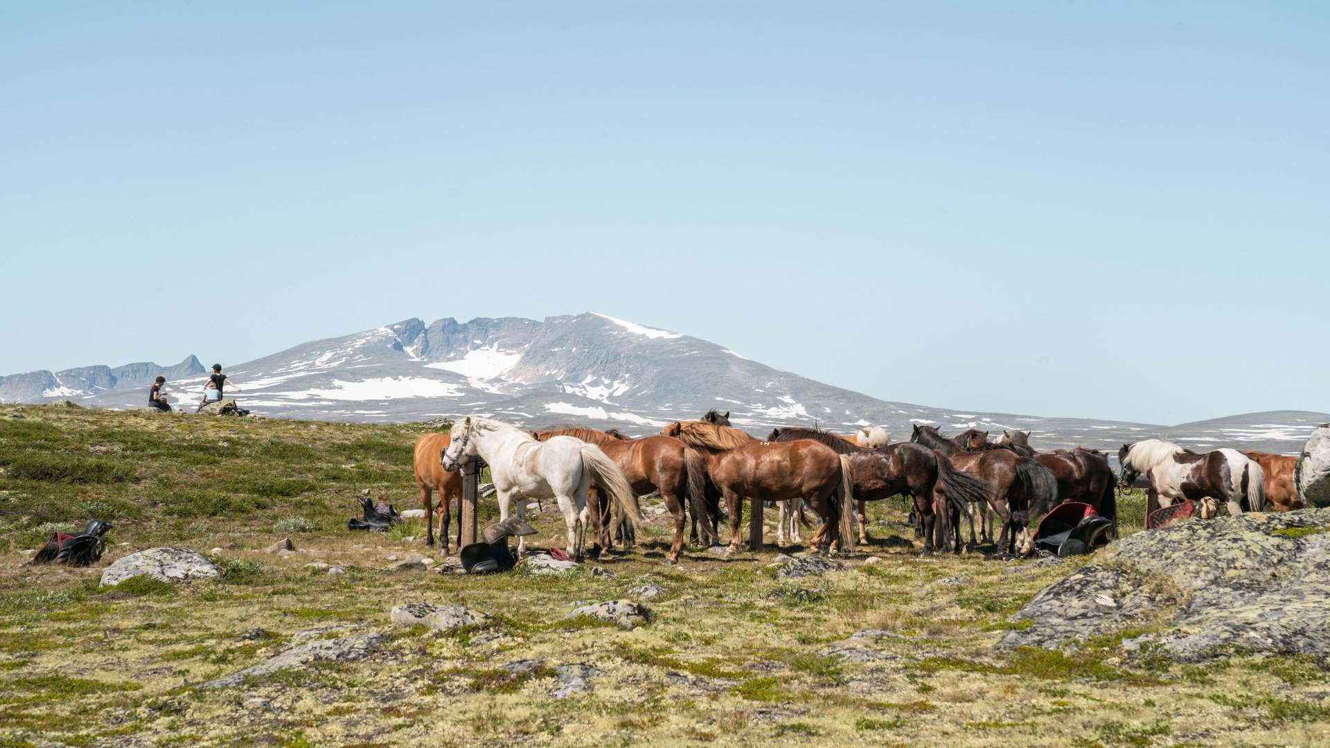 Fjellridning | Hjerkinn Fjellstue og Fjellridning