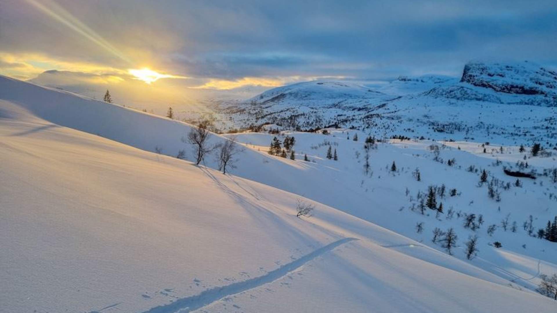Skogskjøring på Voss