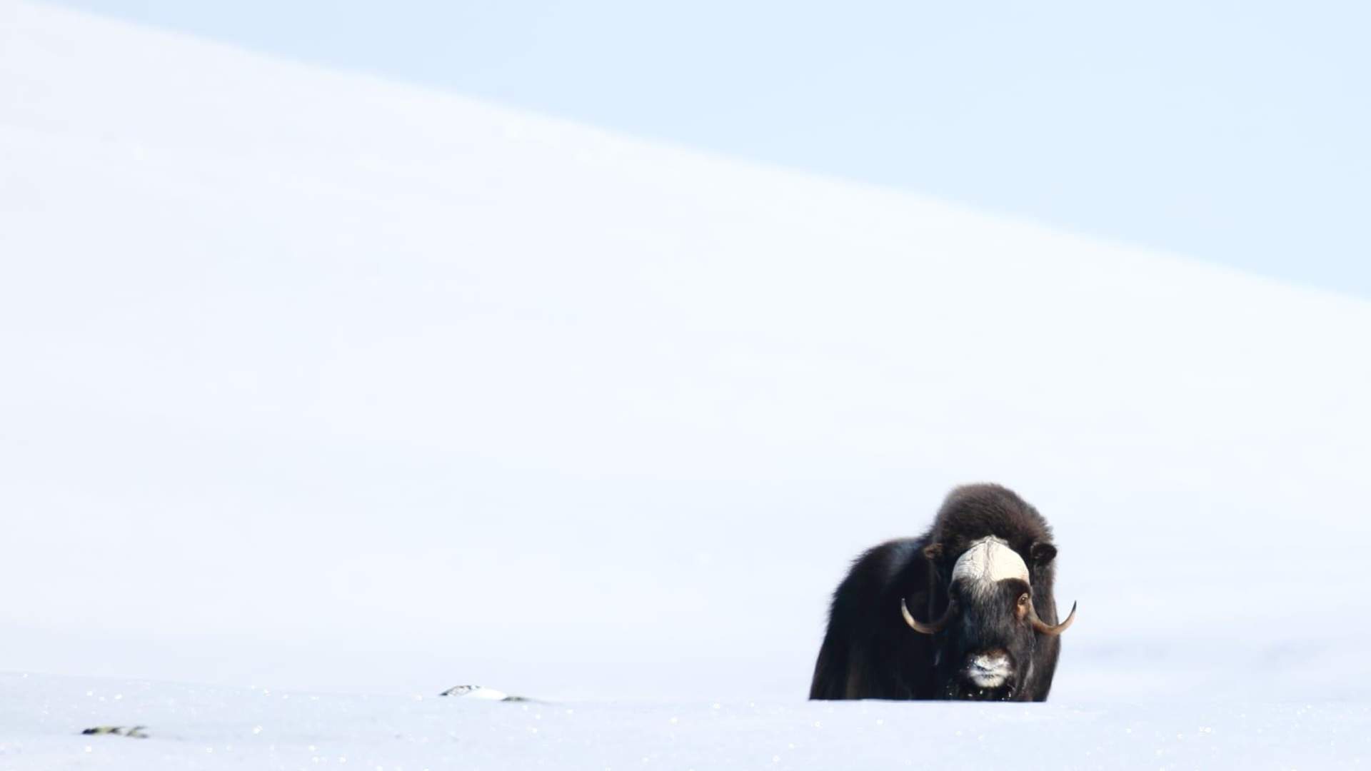 Muskox Safari Winter | Dovre og Lesja Aktiv