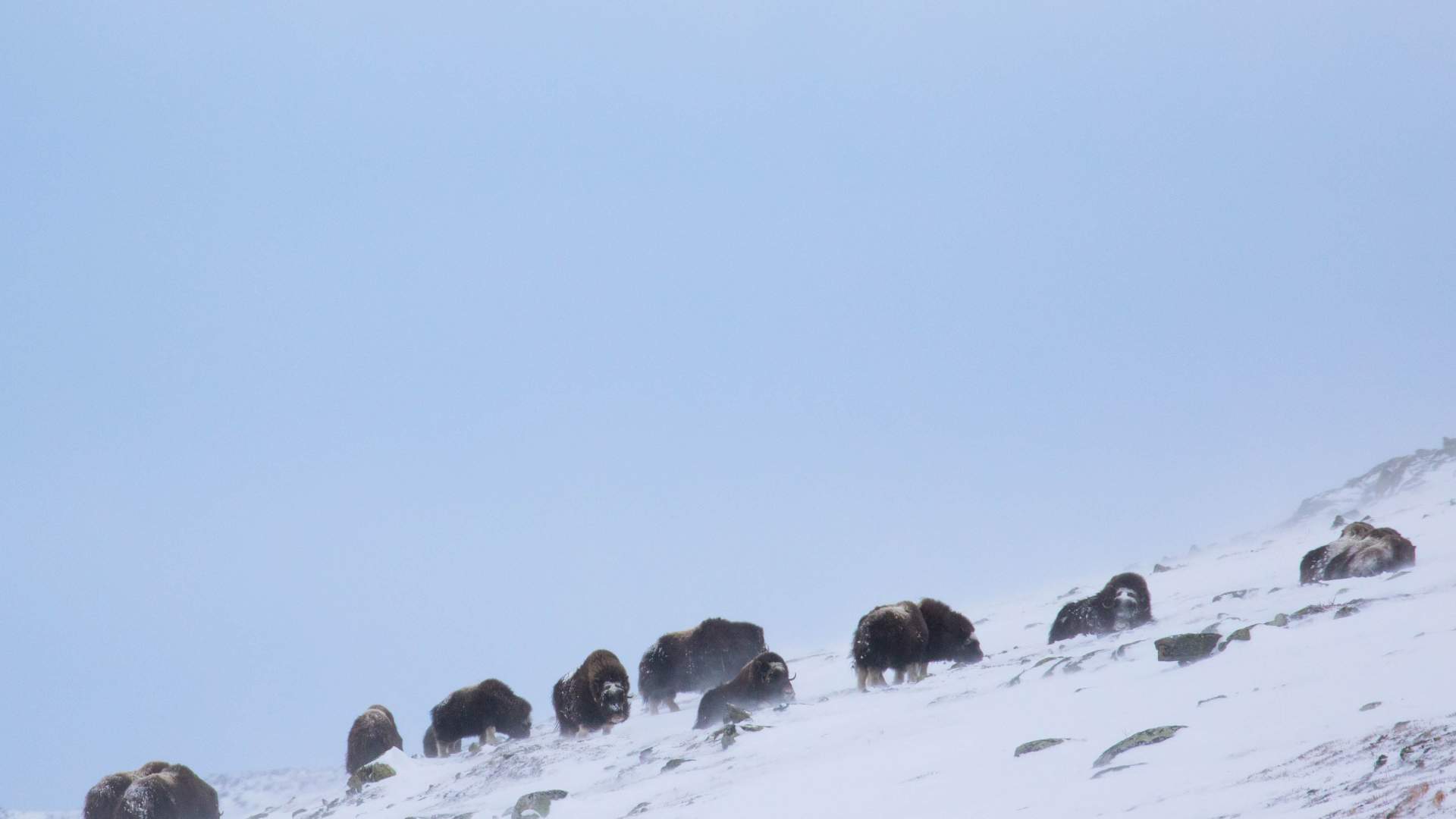 Muskox Safari Winter | Dovre og Lesja Aktiv