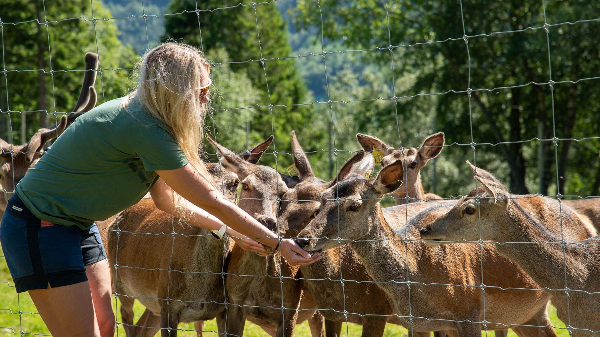 Hjortegarden i Ålfoten