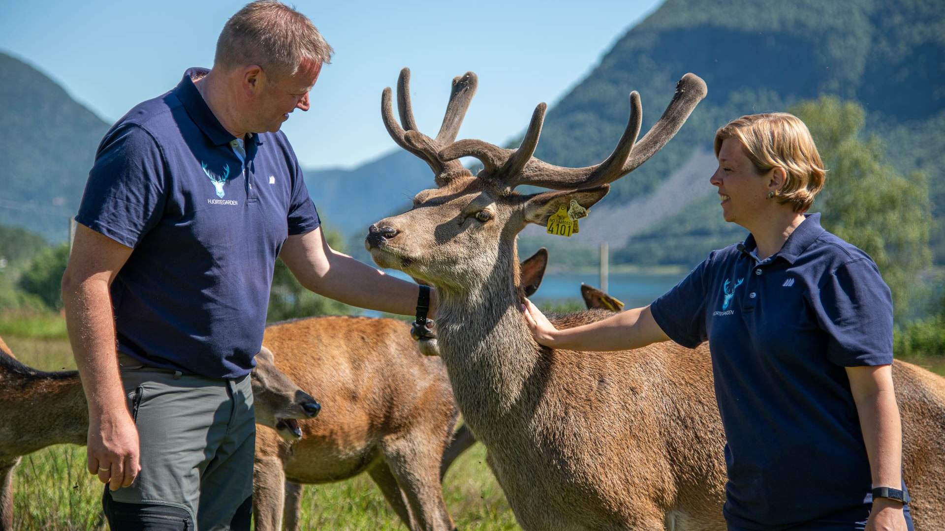Hjortegarden i Ålfoten