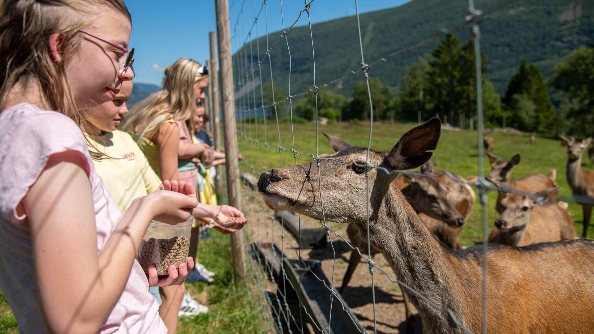 Hjortegarden i Ålfoten