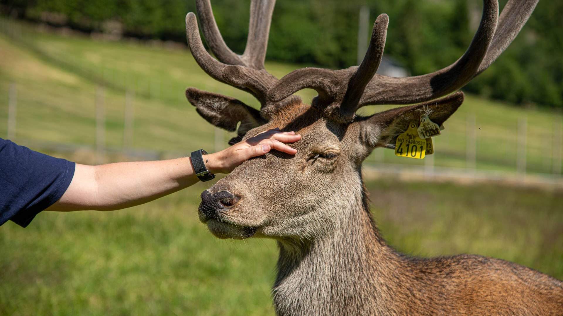 Hjortegarden i Ålfoten
