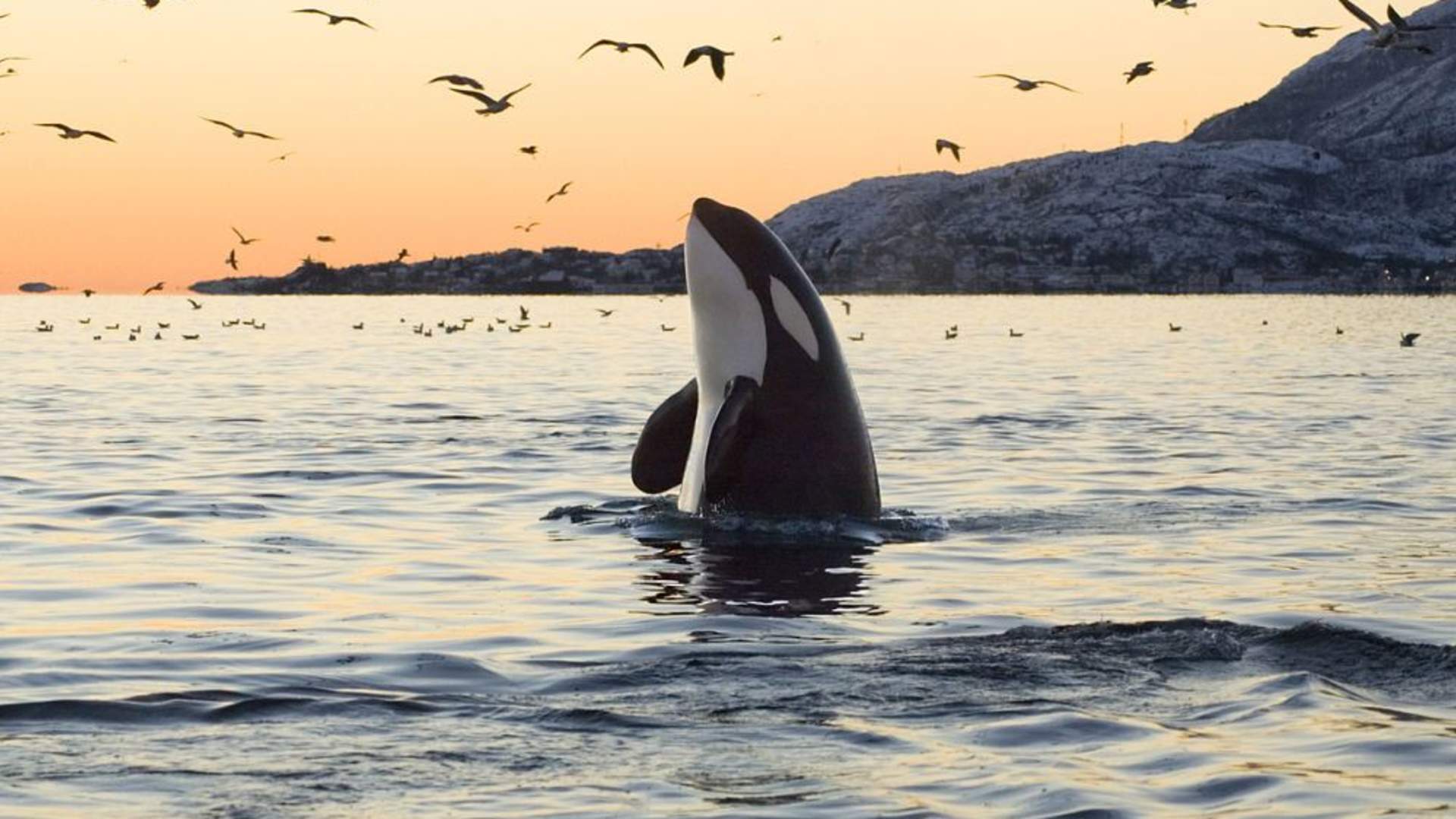 Whale Watching RIB Experience (without Transfer Tromsø-Skjervøy)
