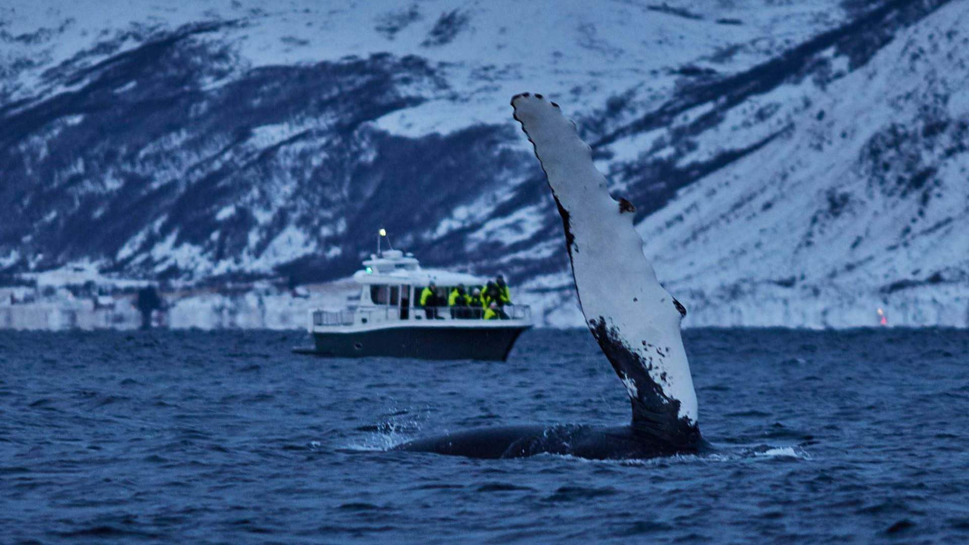 Whale Watching RIB Experience (without Transfer Tromsø-Skjervøy)