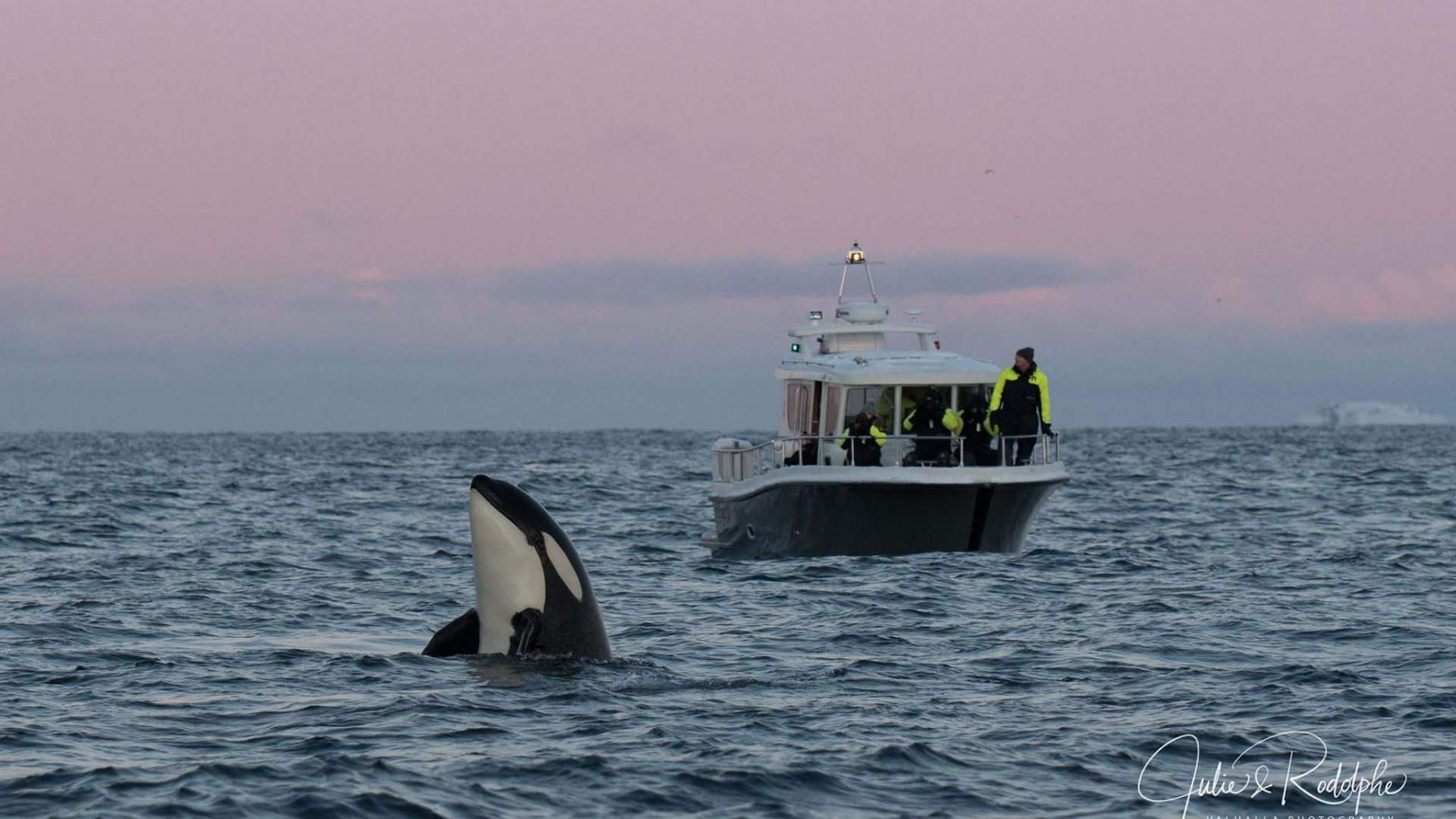 Whale Watching RIB Experience (without Transfer Tromsø-Skjervøy)