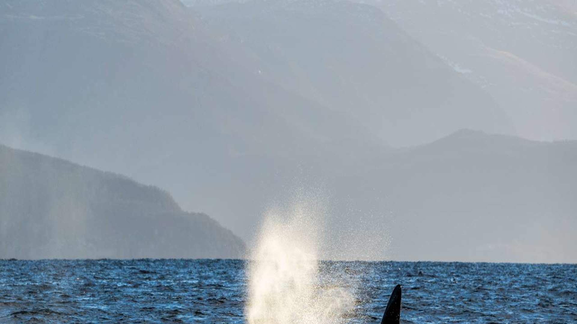 Whale Watching RIB Experience (without Transfer Tromsø-Skjervøy)
