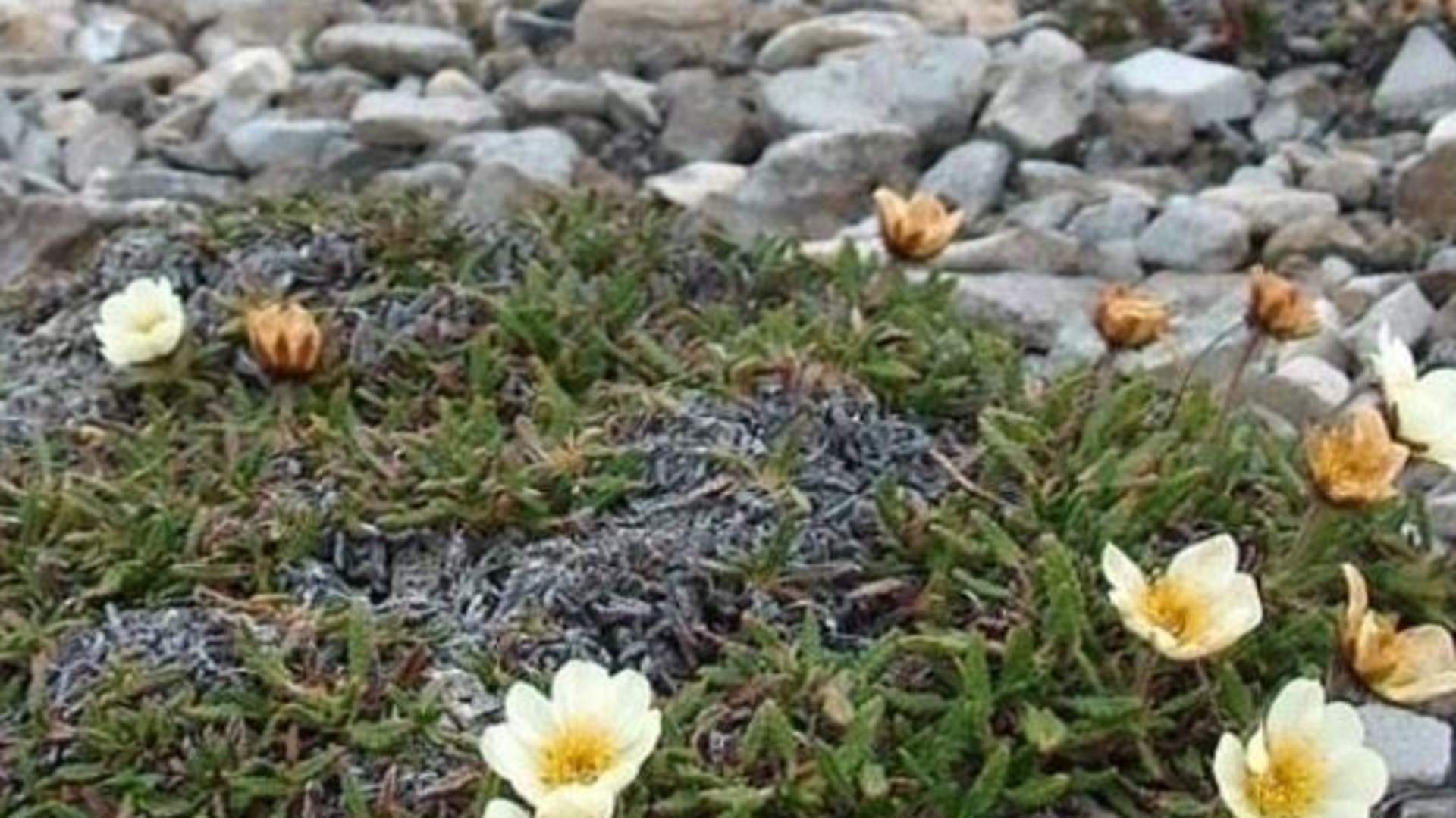 Arctic Plant life - North Cape Edition