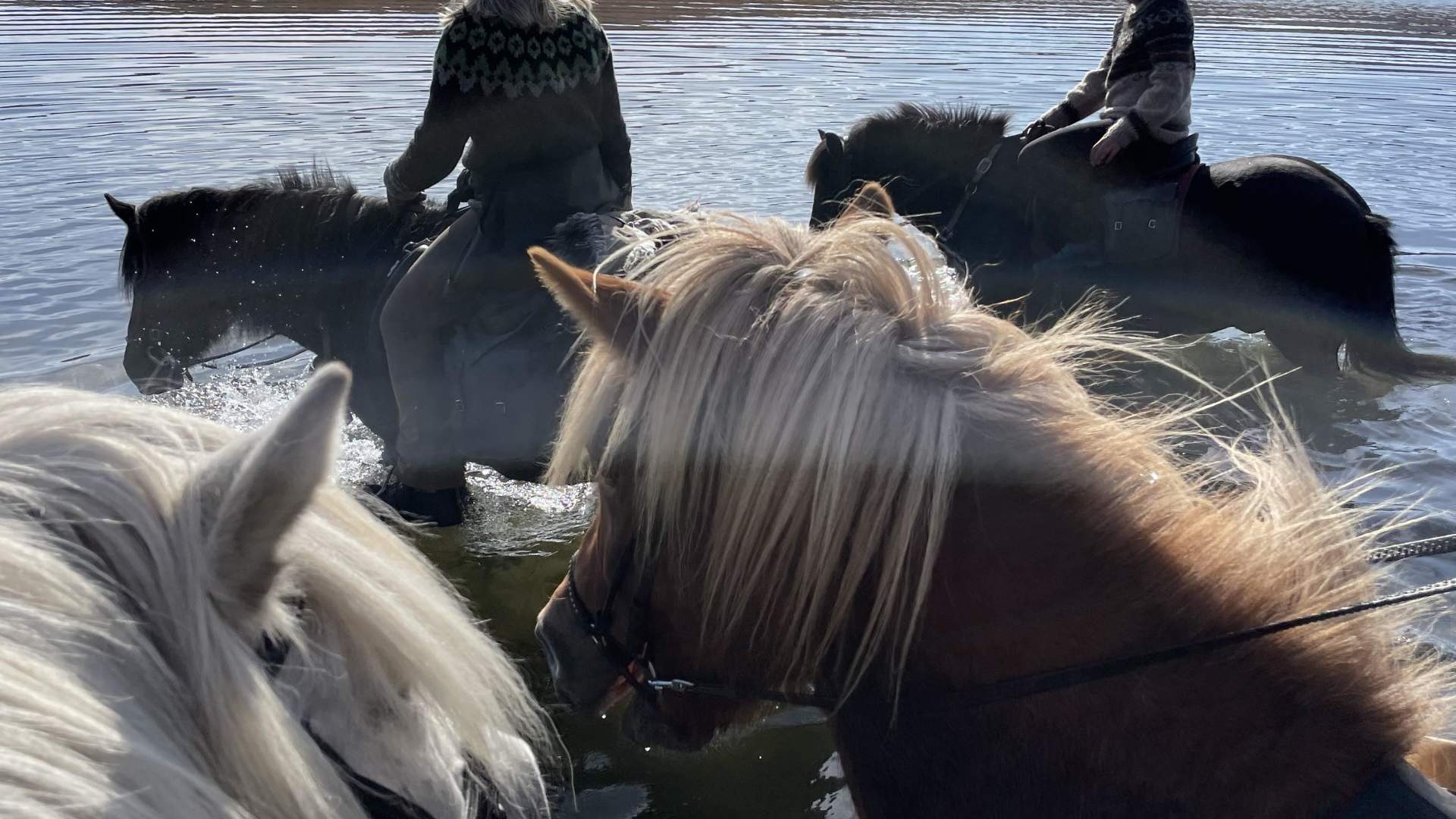 Fjellridning på Dovrefjell