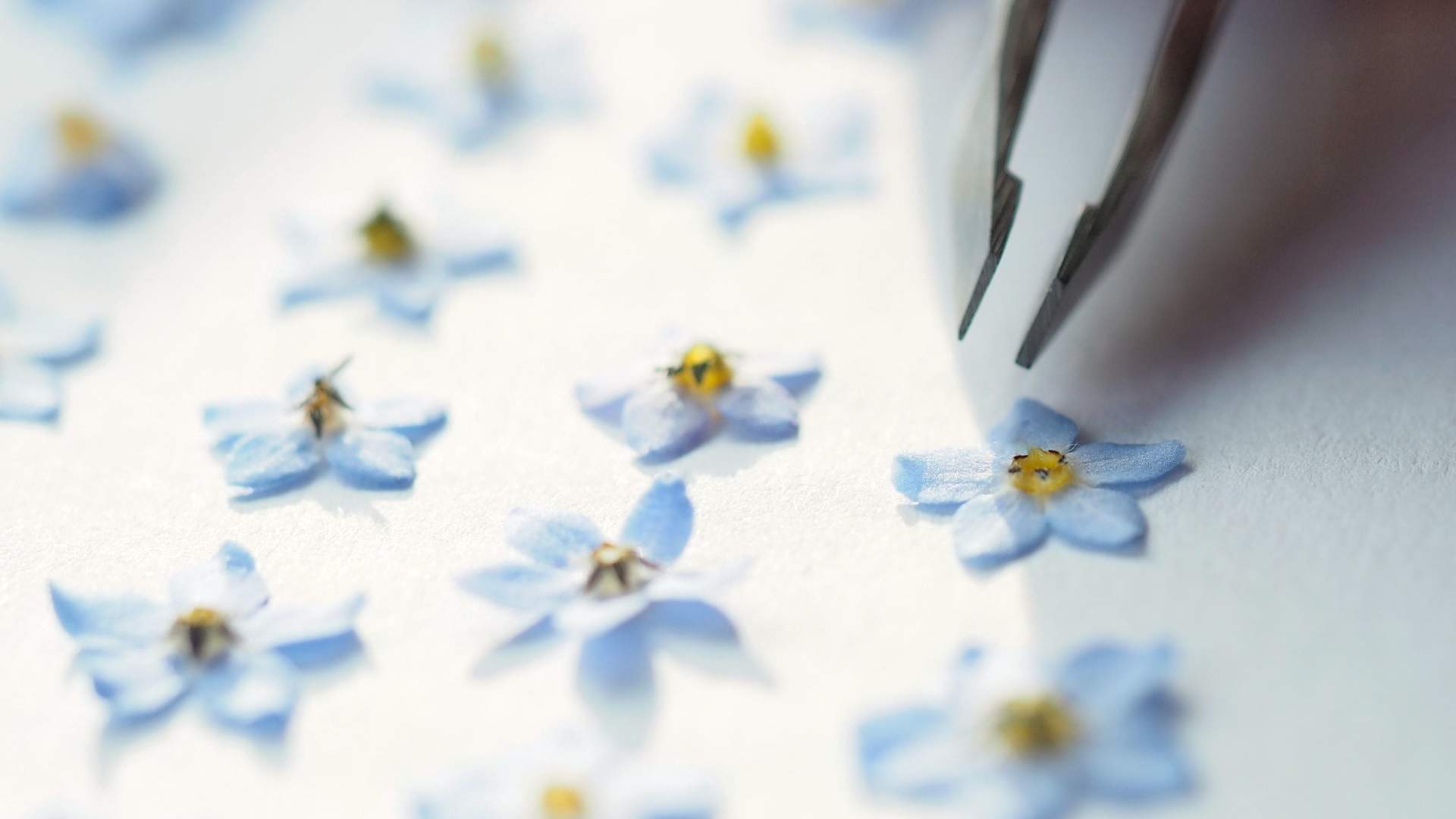Frozen Summer Design &#8211; Wild Arctic Jewels