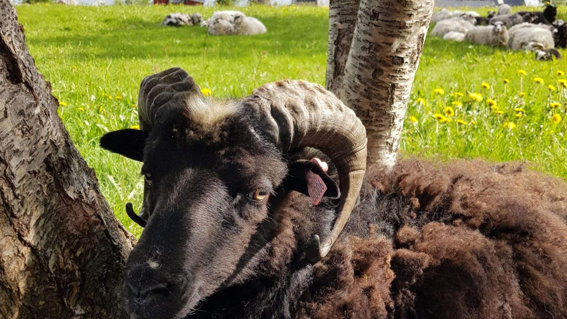 Farm visit with traditional Norwegian lunch