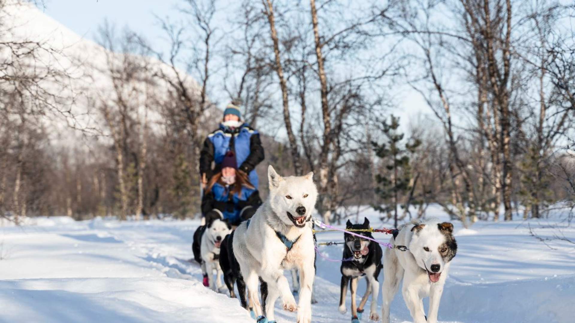 Husky Experience and Dog Sled Driving &#8211; Early Bird