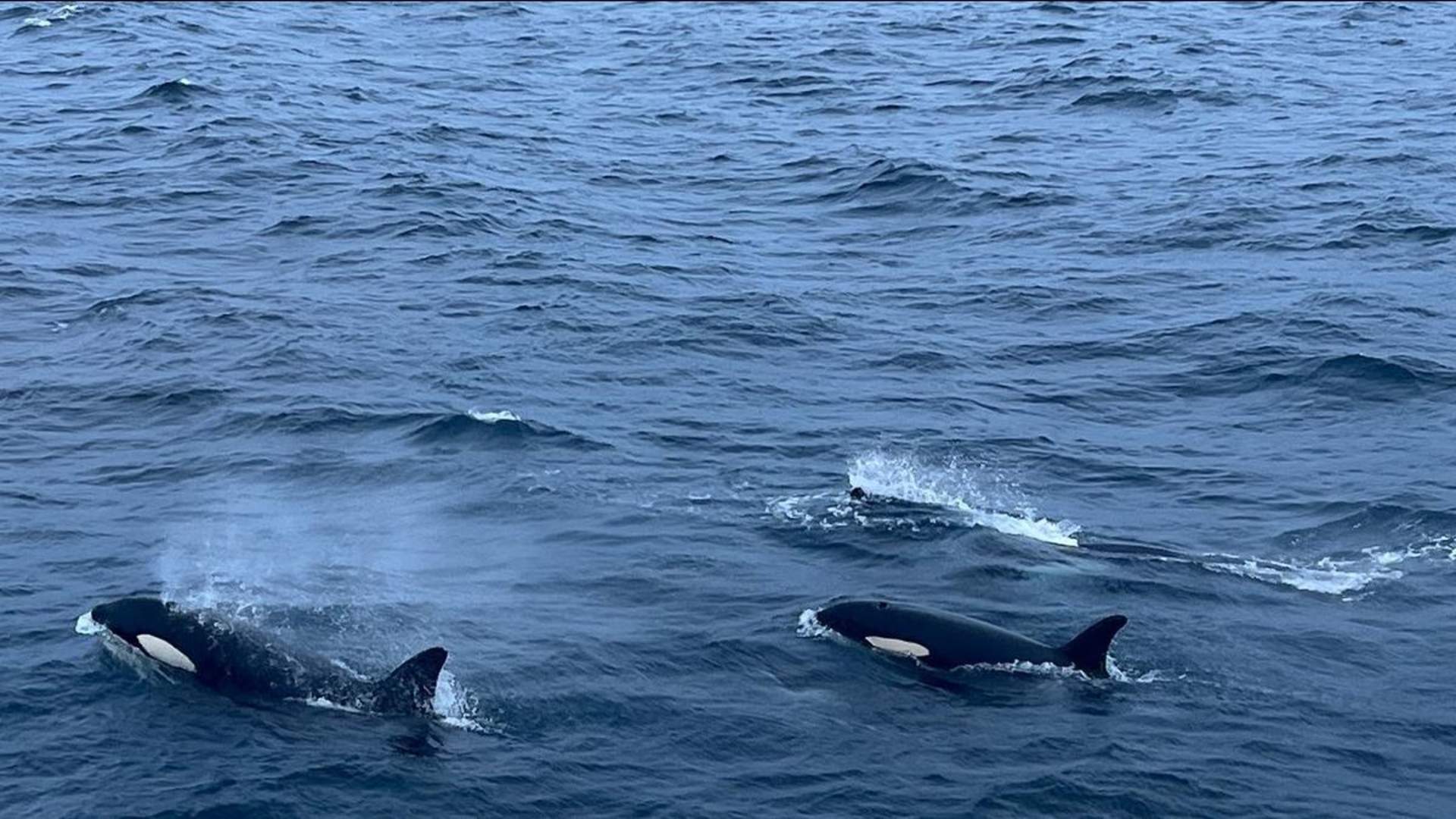 Whale watching by the boat MS Gabriele