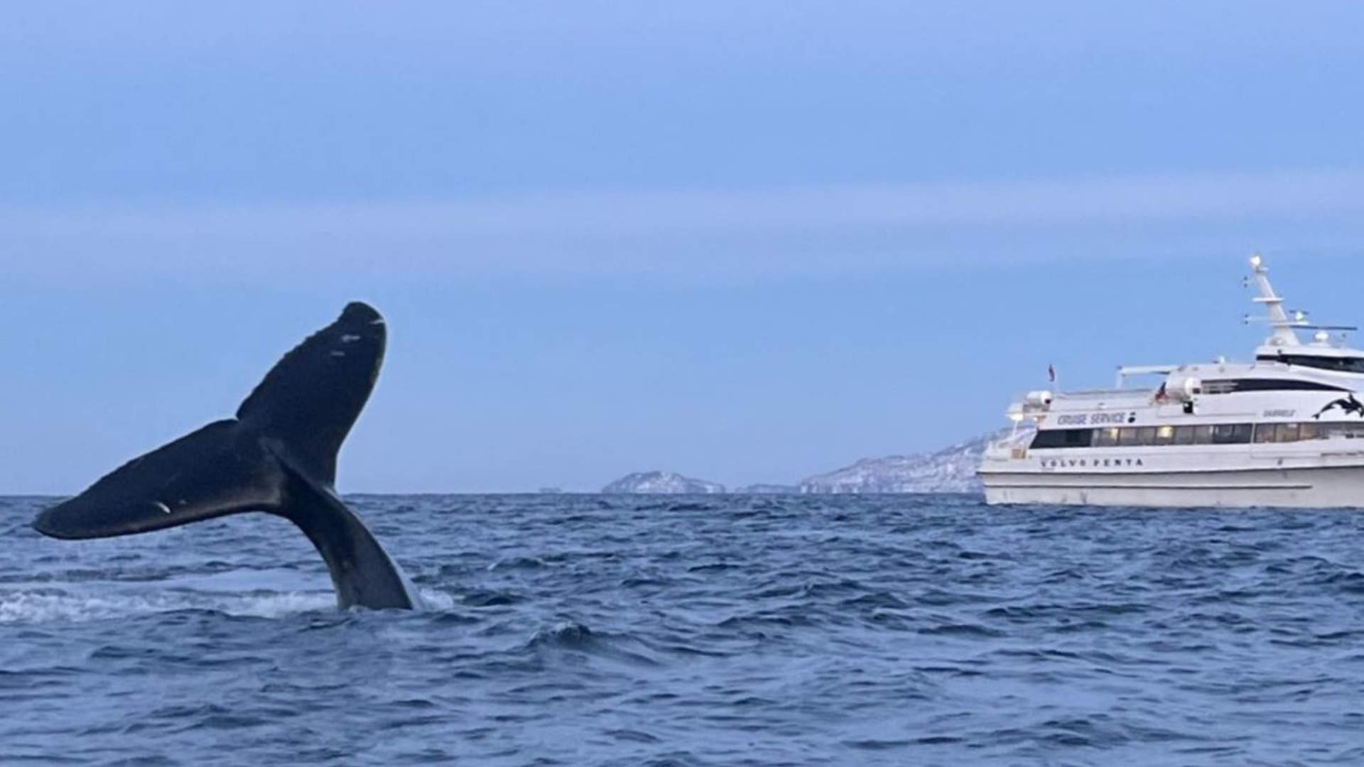 Whale watching by the boat MS Gabriele