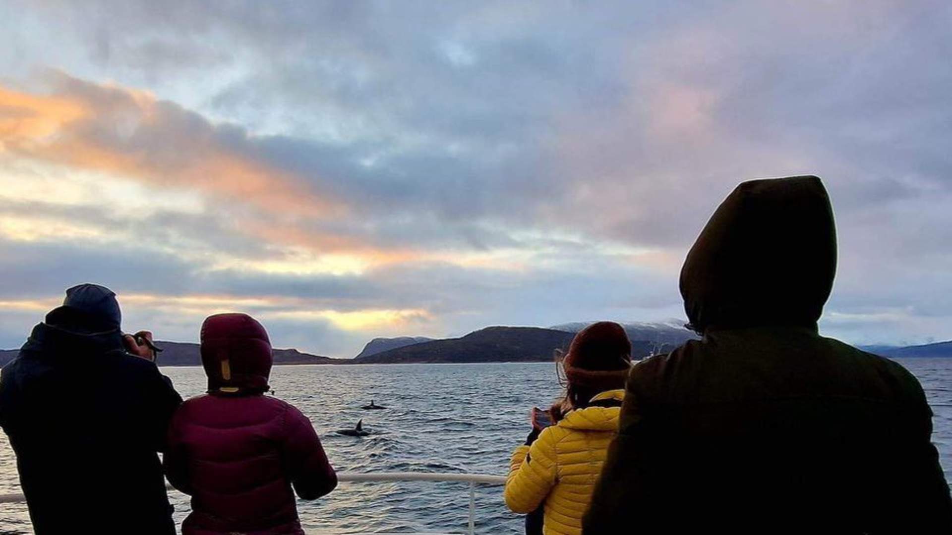Whale watching by the boat MS Gabriele