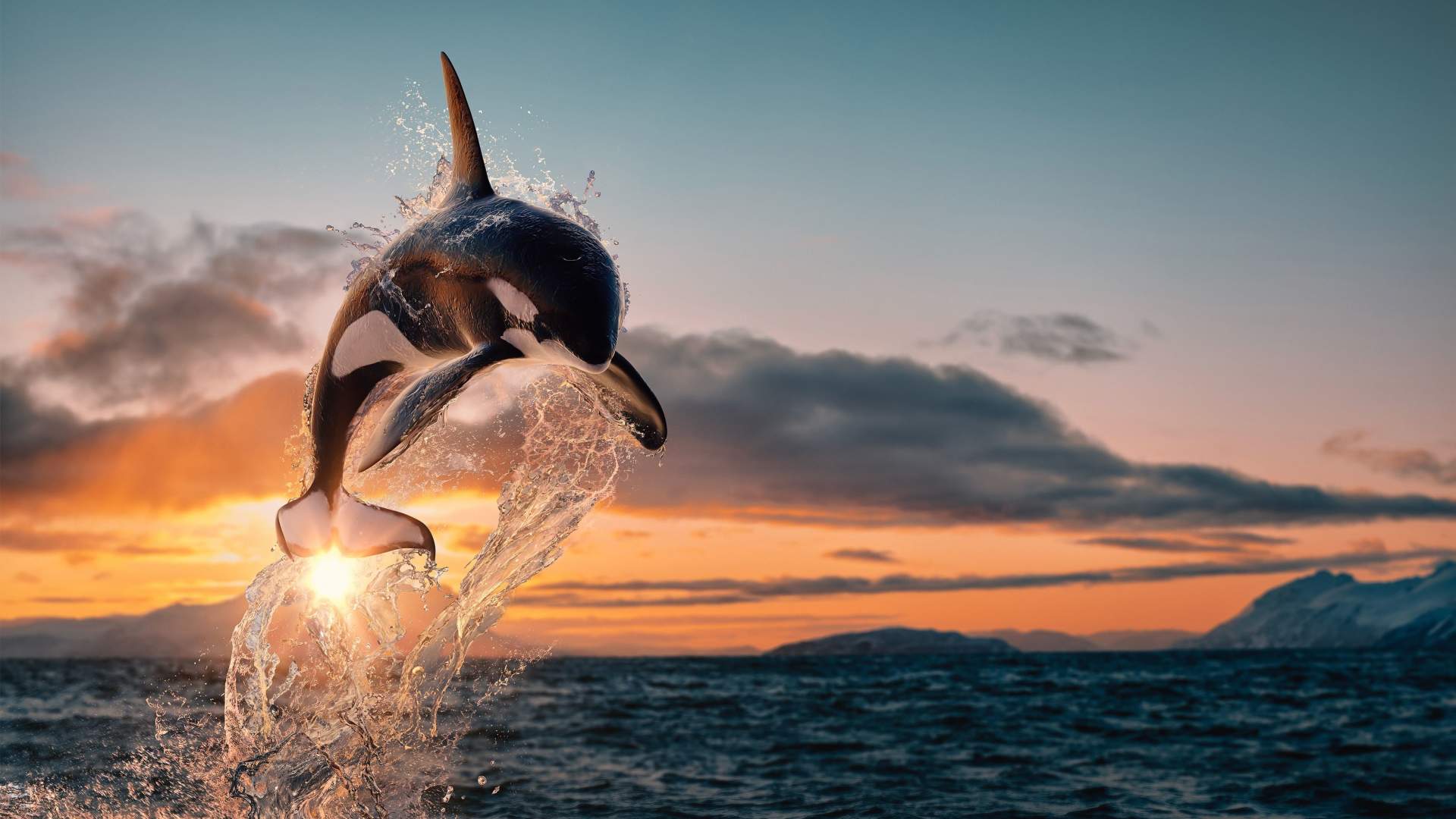 Whale Watching RIB Experience (without Transfer Tromsø-Skjervøy)