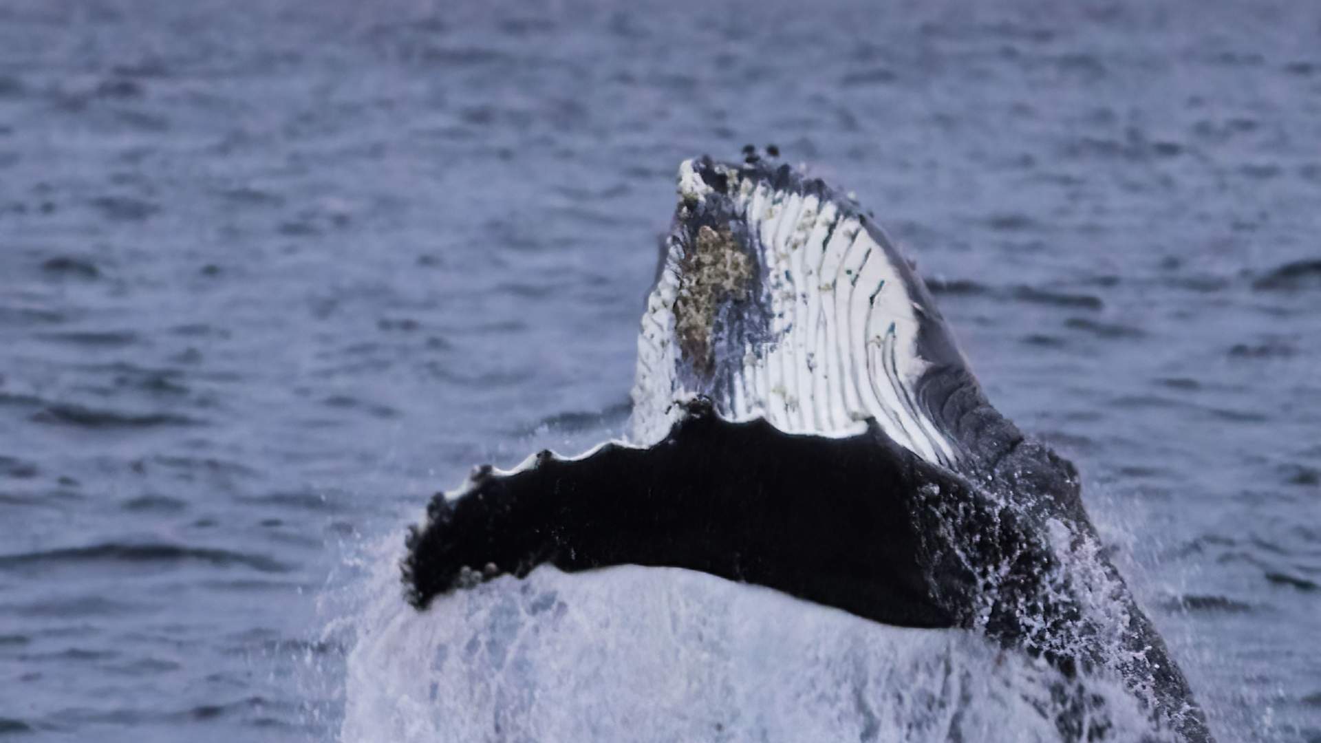 Whaling in Norway