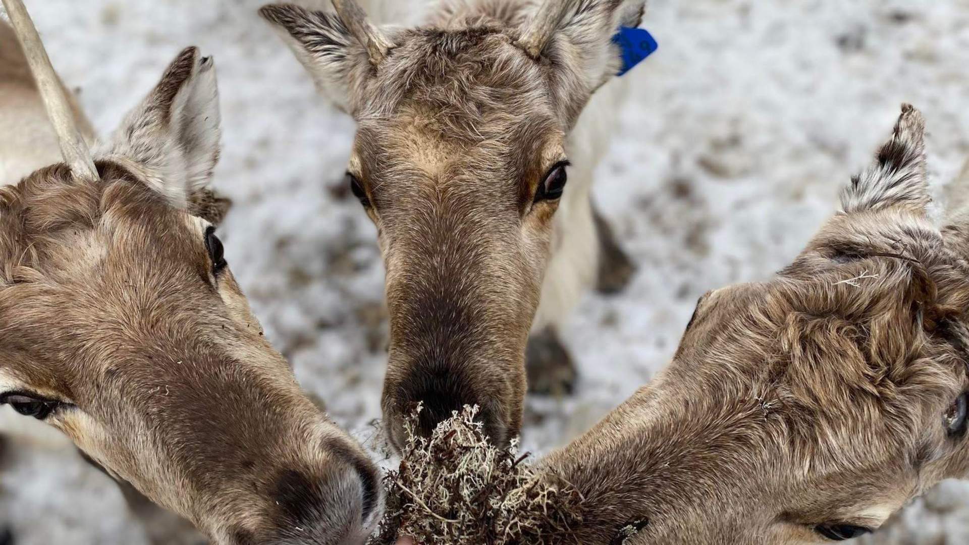 Visit Reindeer