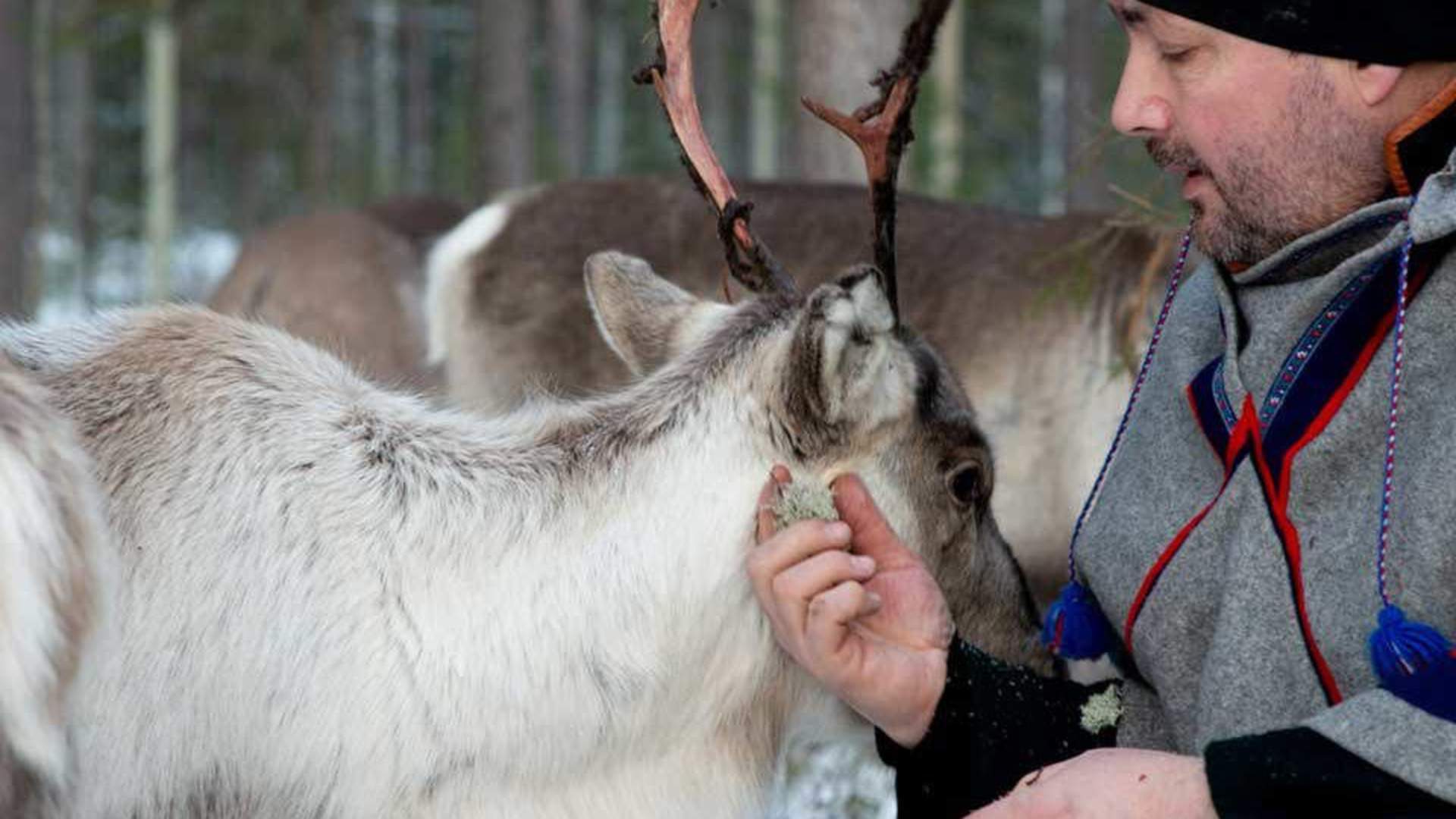 Visit Reindeer