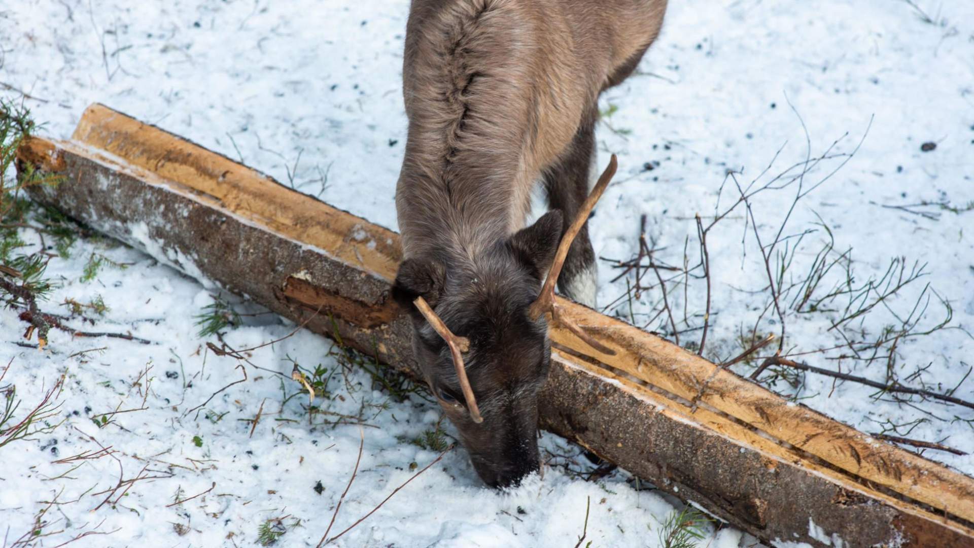 Visit Reindeer