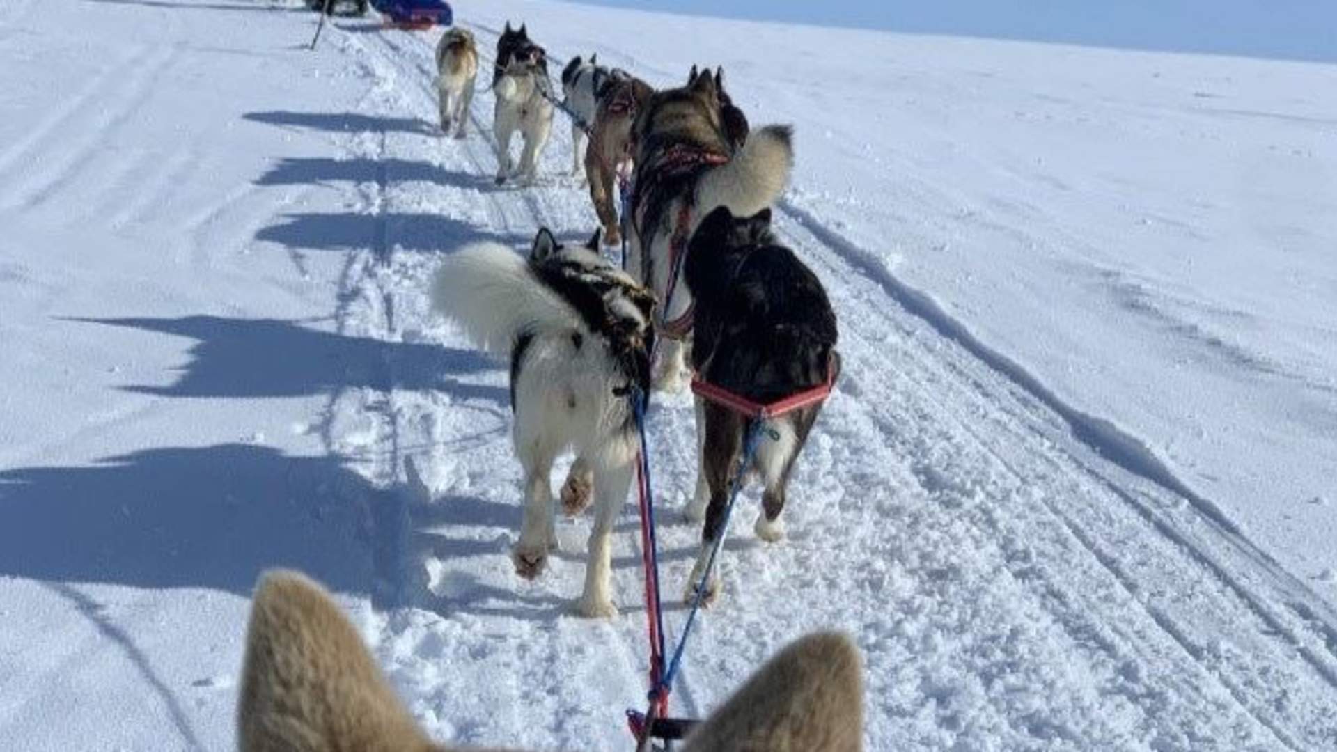 Dogsledding with Kennel Ragnarok Polar
