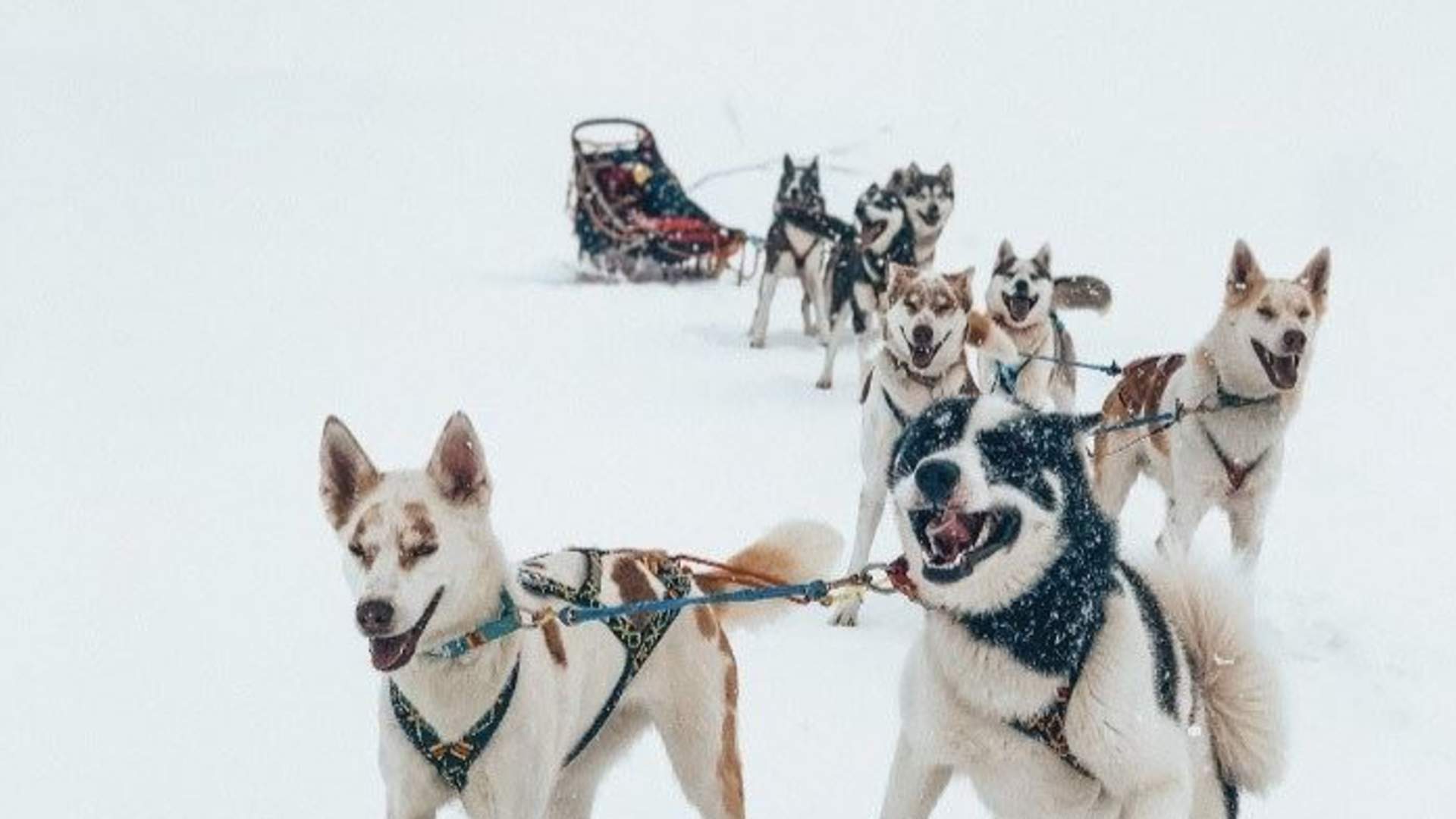 Dogsledding with Kennel Ragnarok Polar