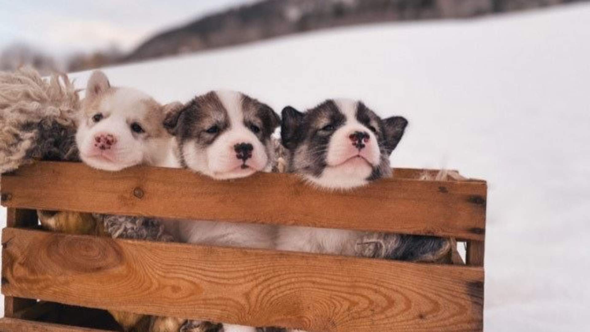 Dogsledding with Kennel Ragnarok Polar