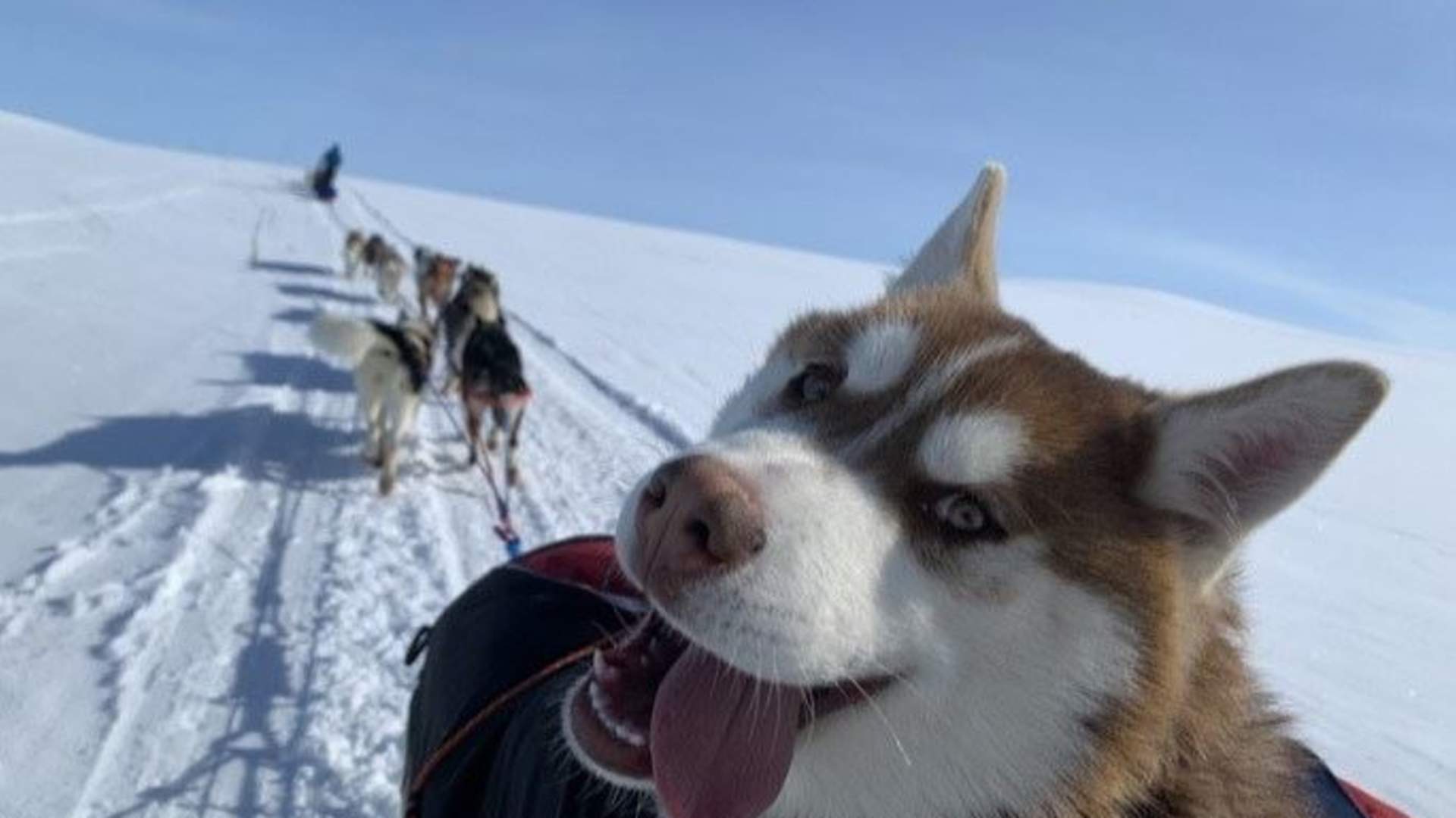 Dogsledding with Kennel Ragnarok Polar