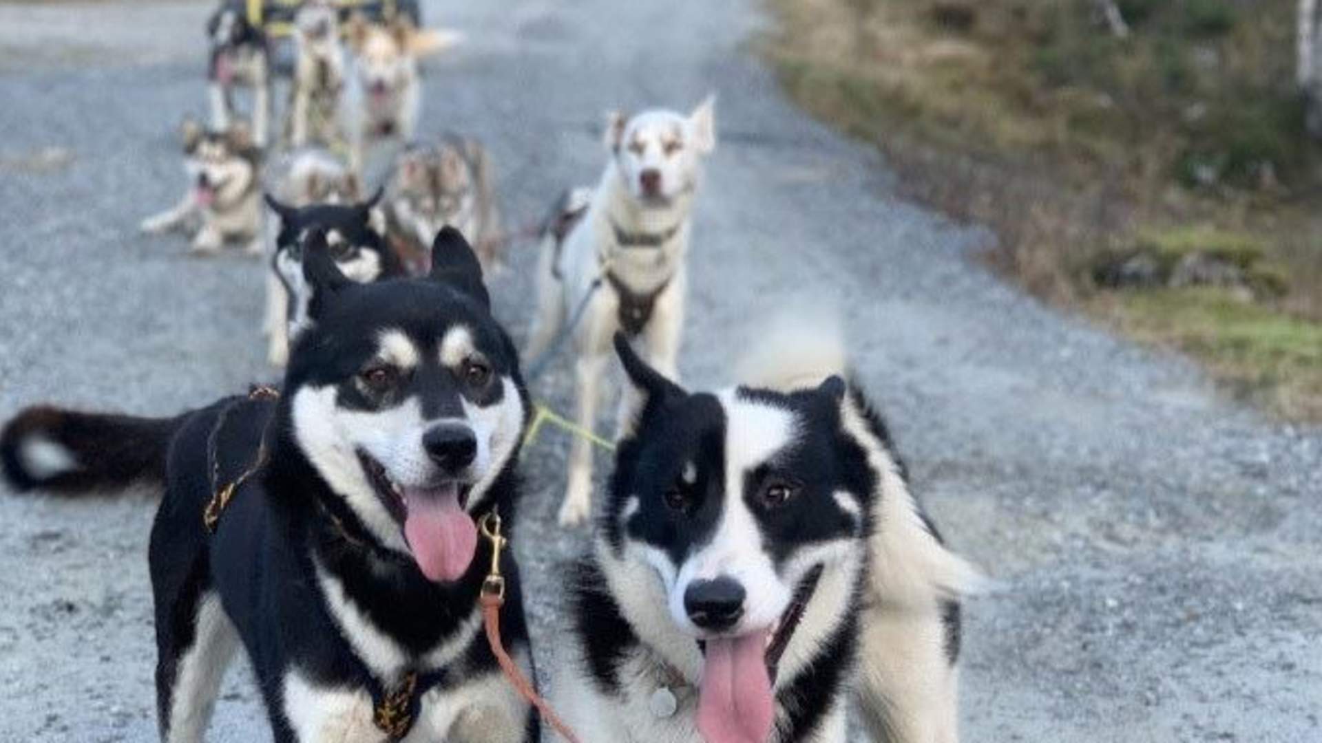 Dogsledding with Kennel Ragnarok Polar