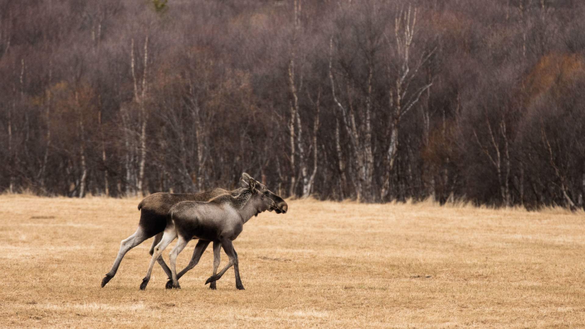 Moose safari with Dovre og Lesja Aktiv