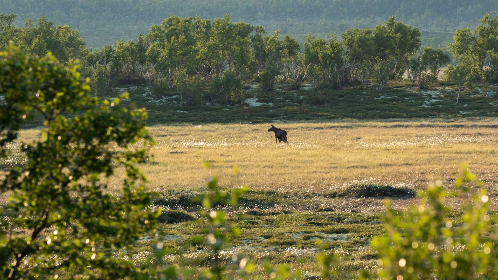 Moose safari with Dovre og Lesja Aktiv