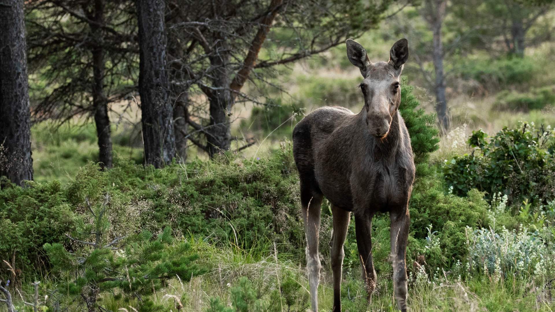 Moose safari with Dovre og Lesja Aktiv