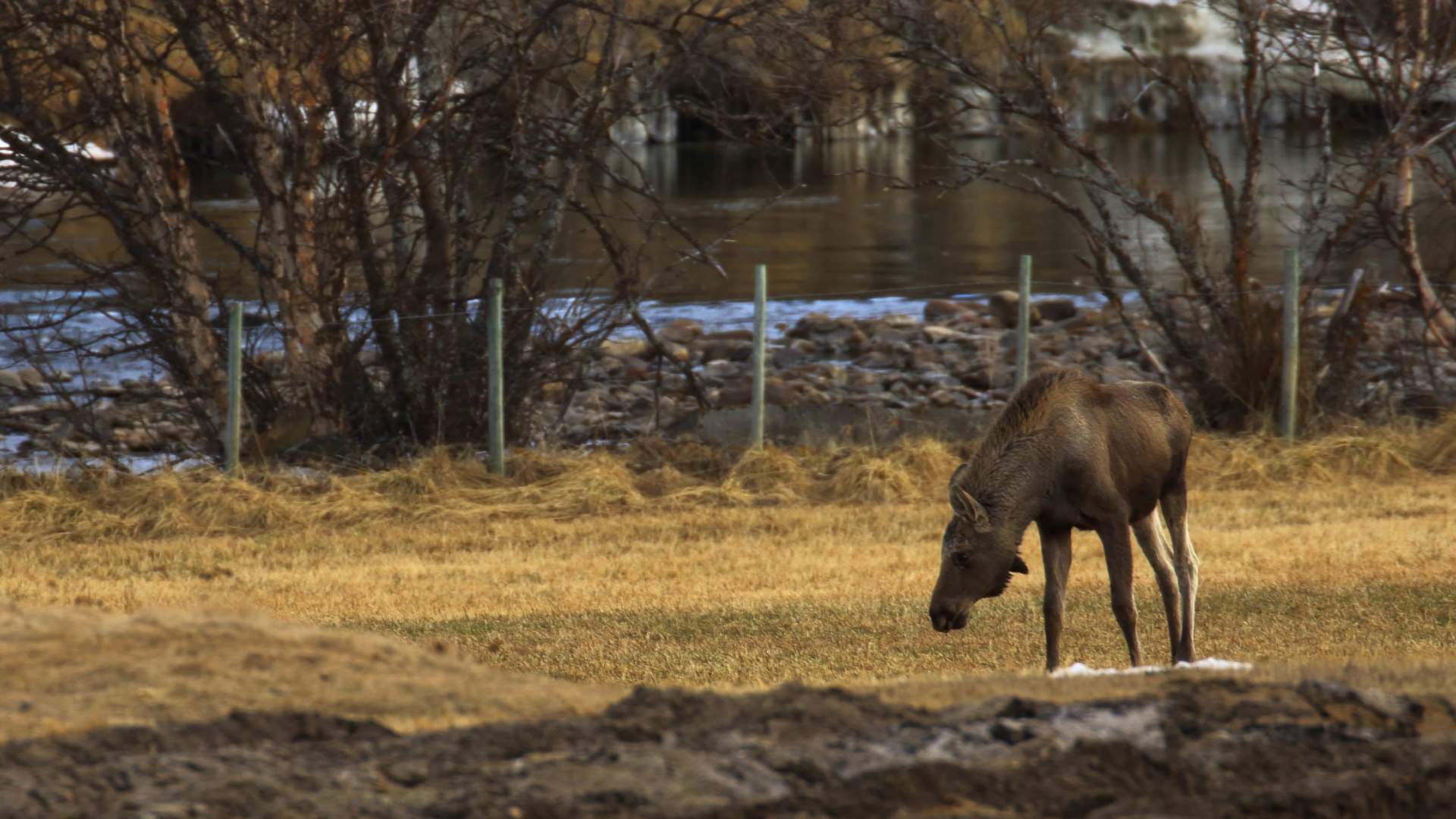 Moose safari with Dovre og Lesja Aktiv