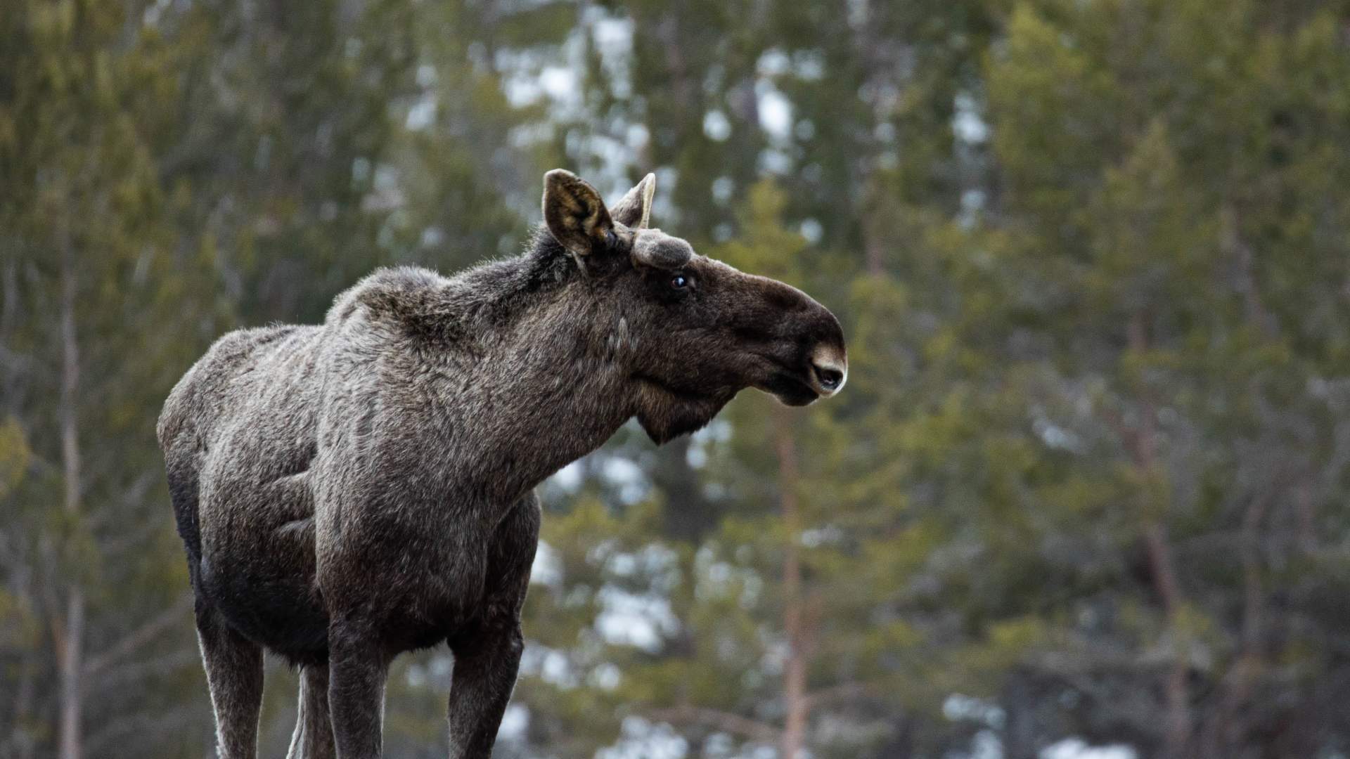 Moose safari with Dovre og Lesja Aktiv