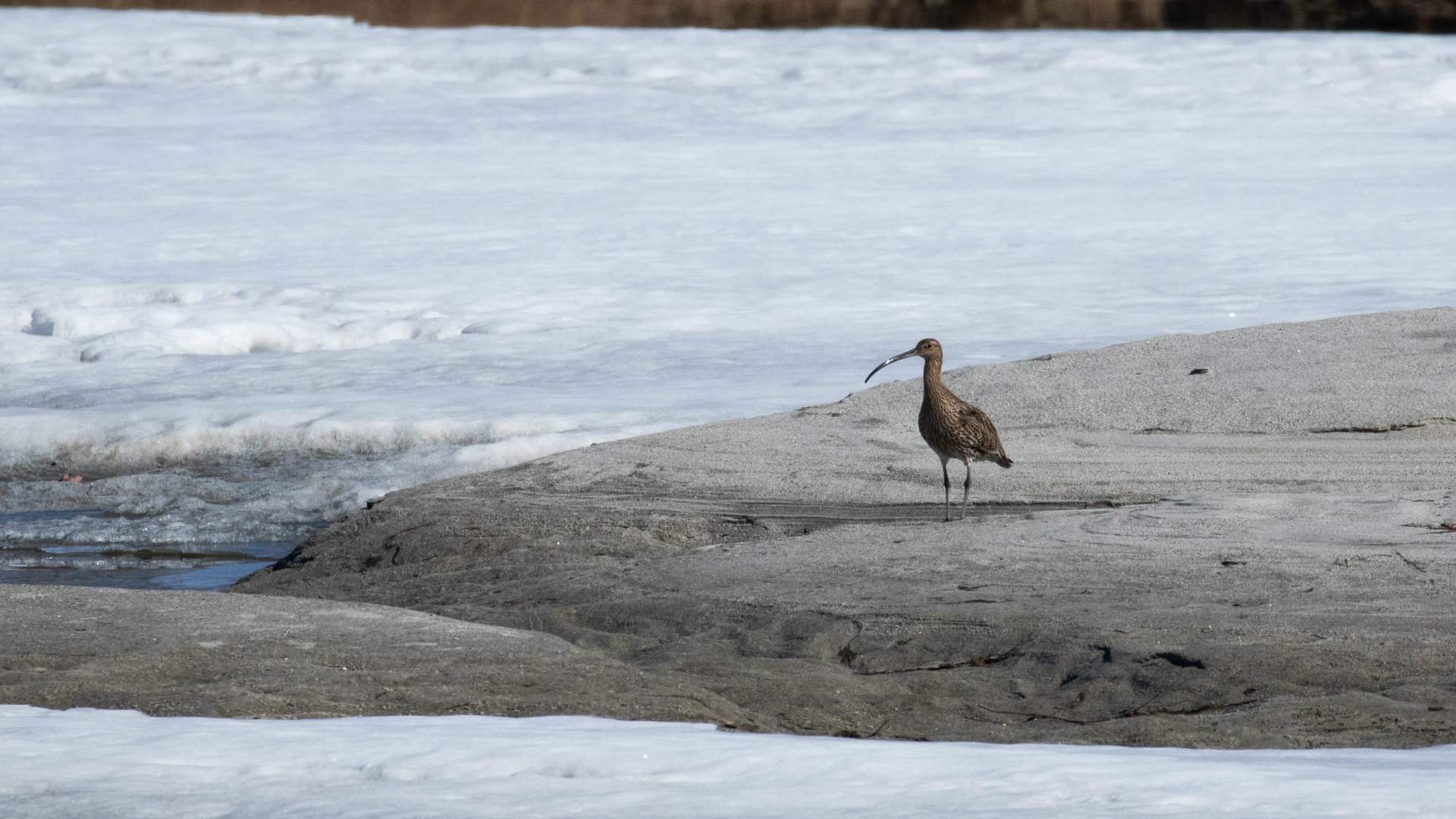 Birdwatching with Dovre og Lesja Aktiv