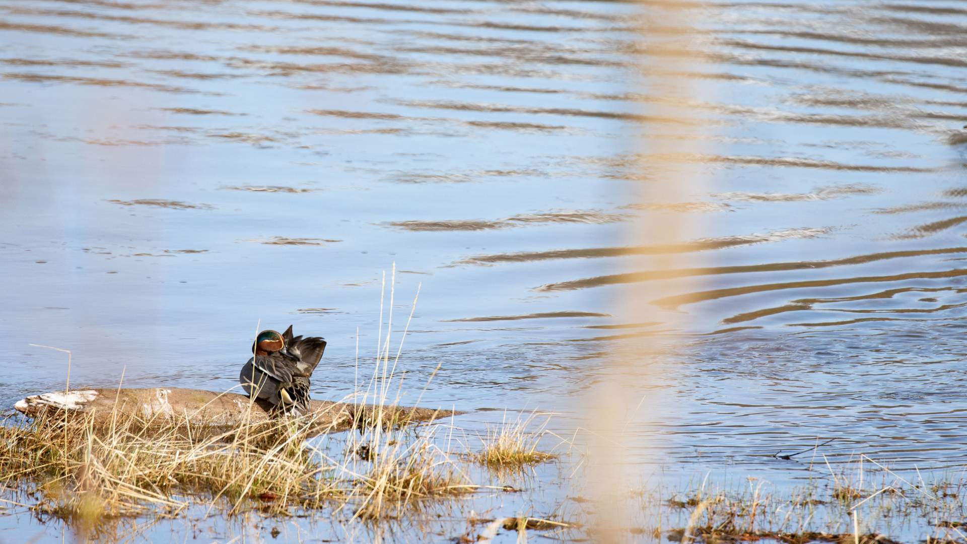 Birdwatching with Dovre og Lesja Aktiv