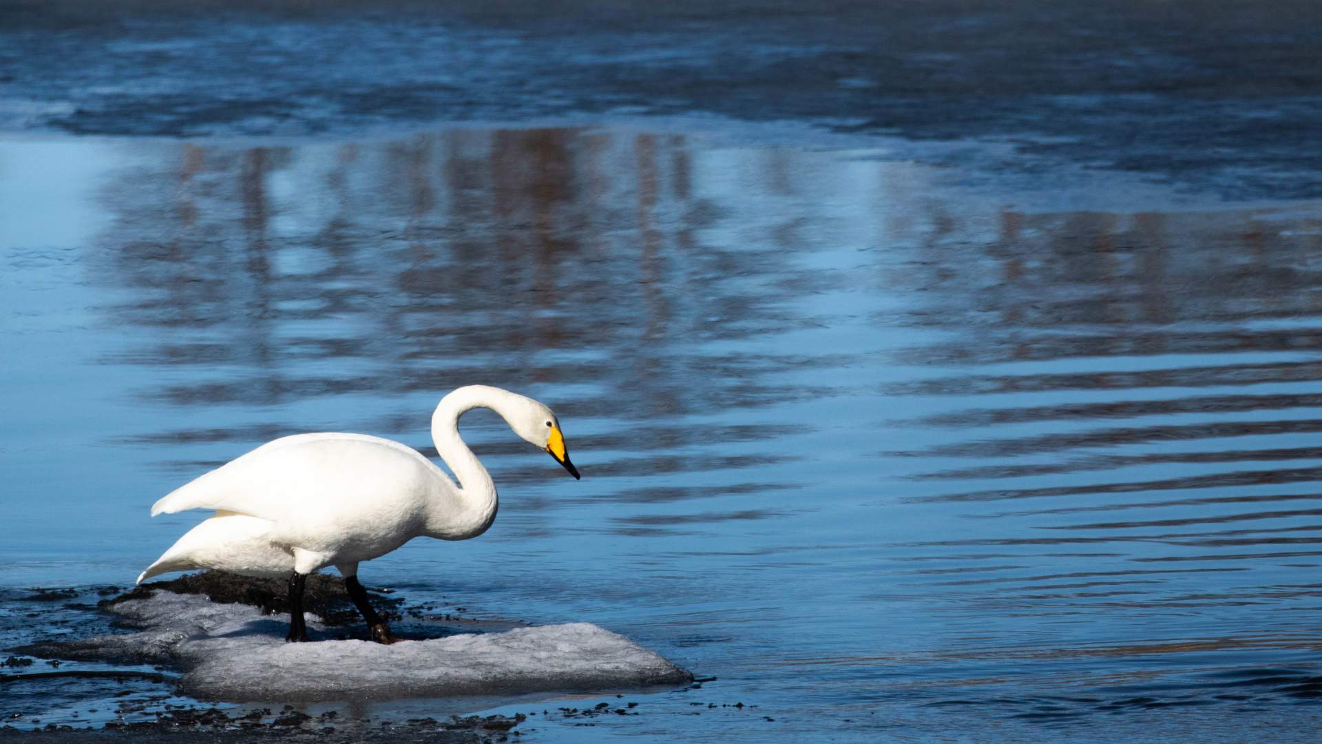 Birdwatching with Dovre og Lesja Aktiv
