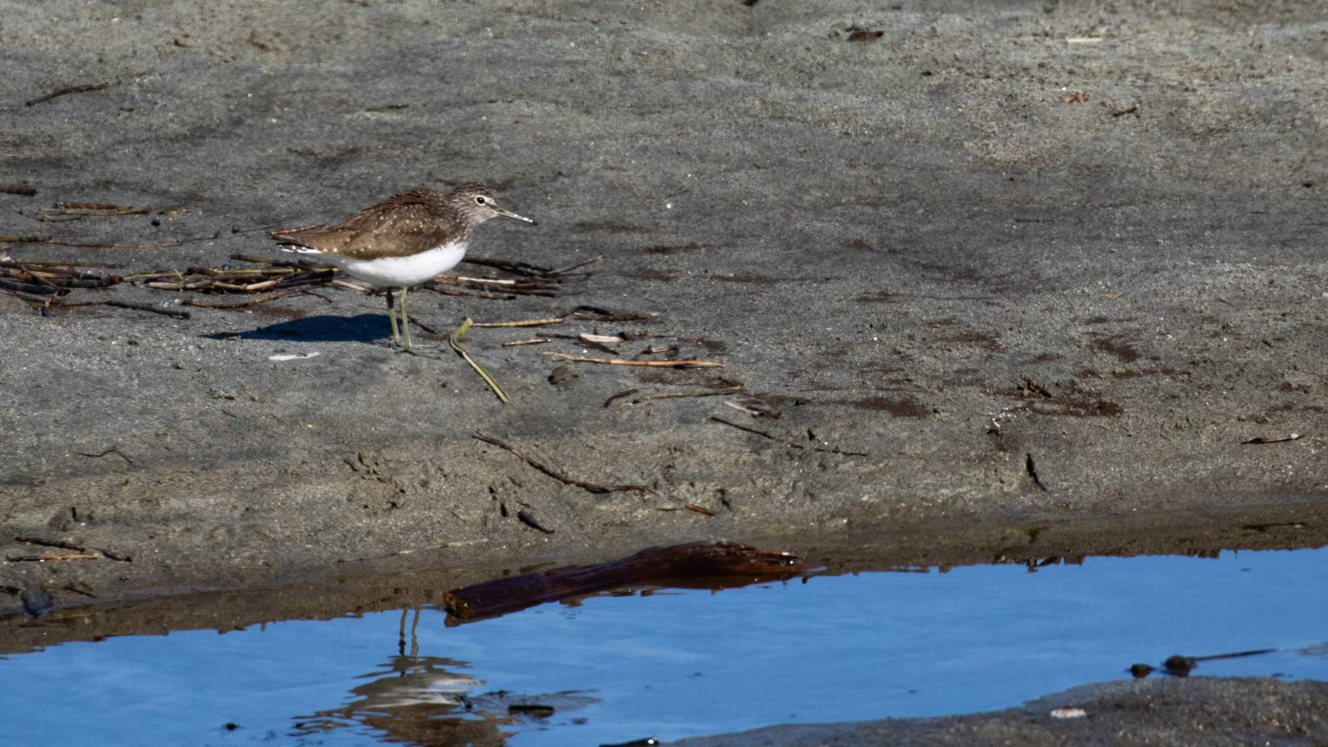 Birdwatching with Dovre og Lesja Aktiv