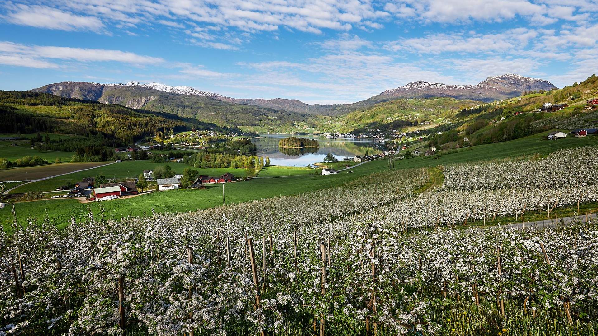 Guided tour and tasting at the Fruit and Cider Route, Ulvik