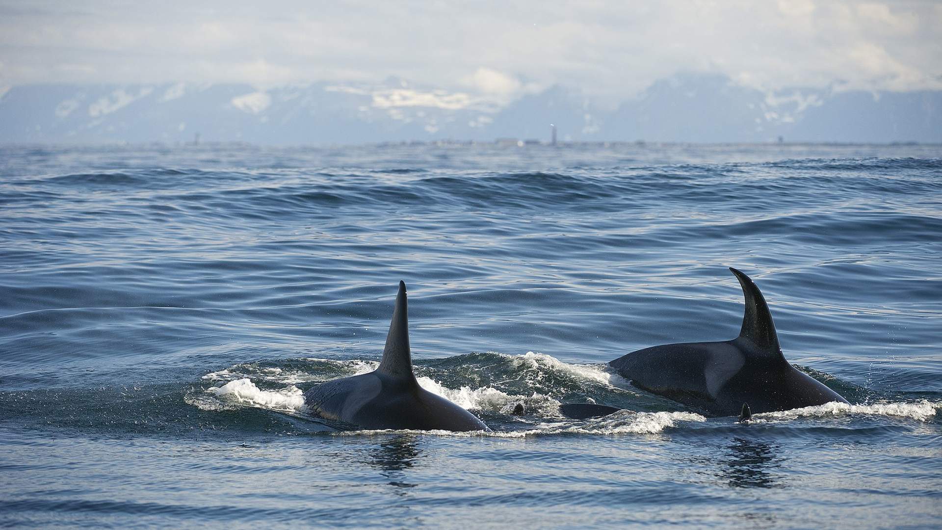 Whalesafari Andenes