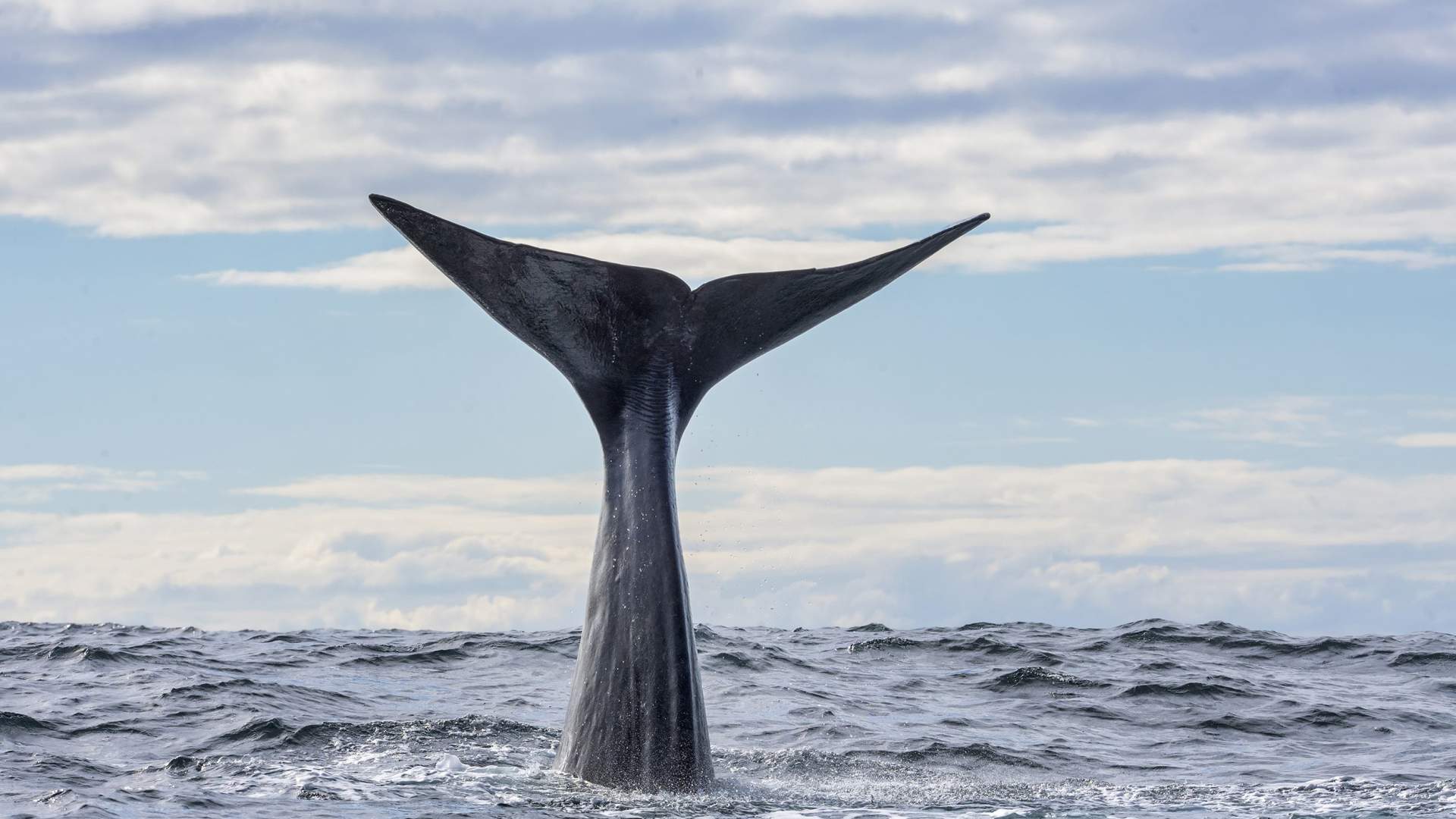 Whalesafari Andenes