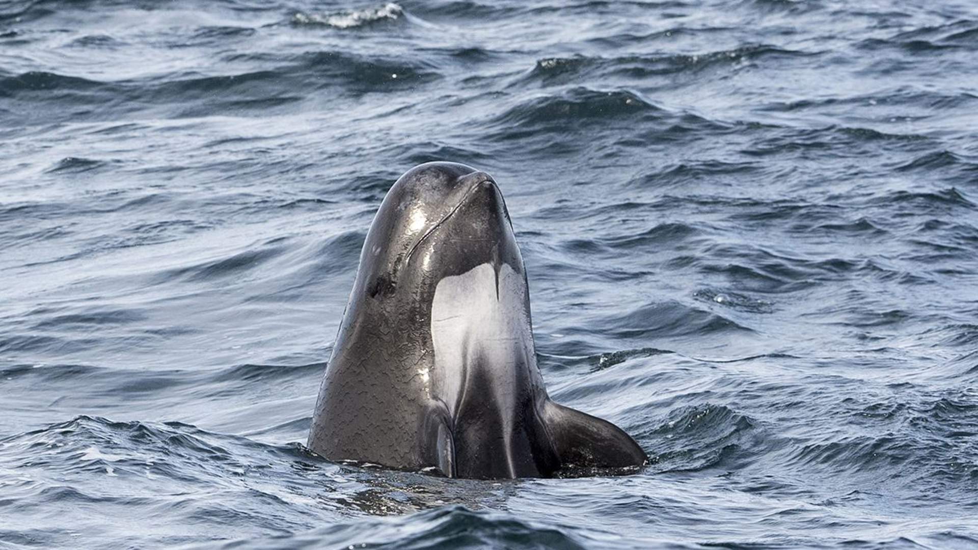 Whalesafari Andenes