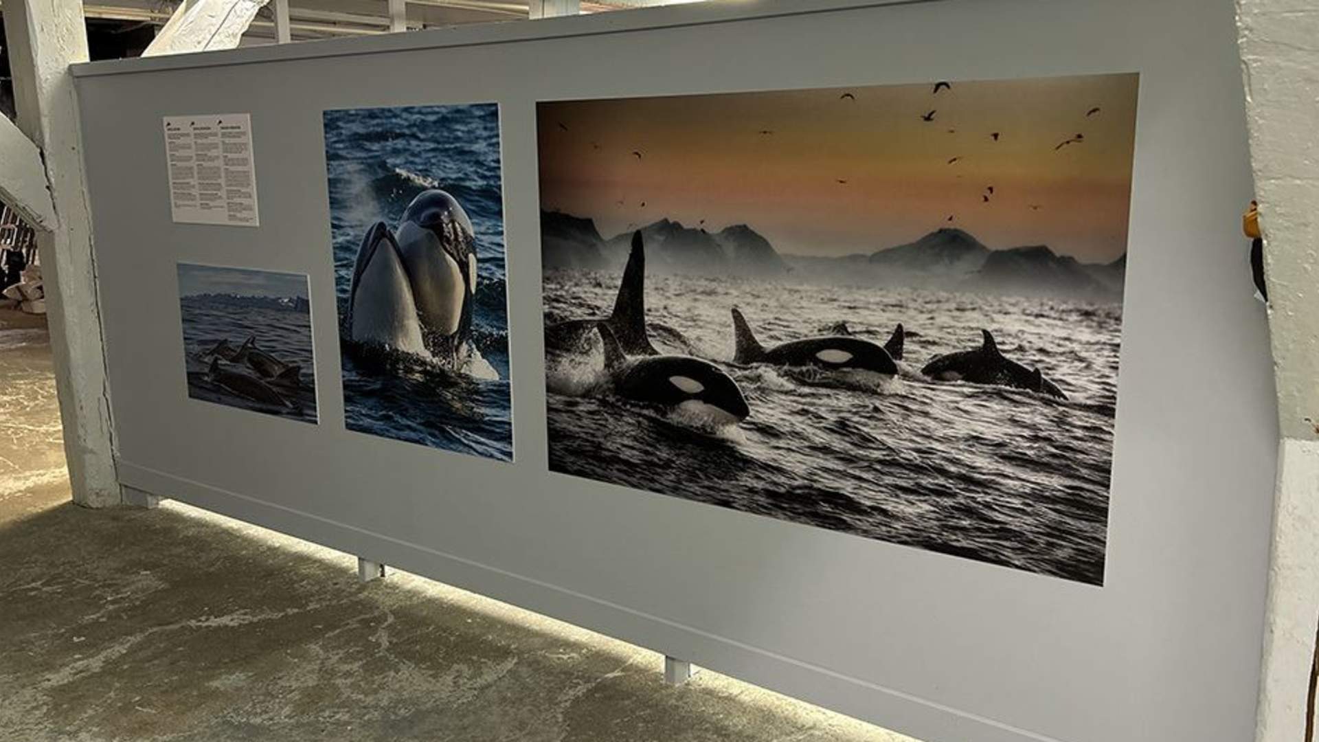 Whalesafari Andenes
