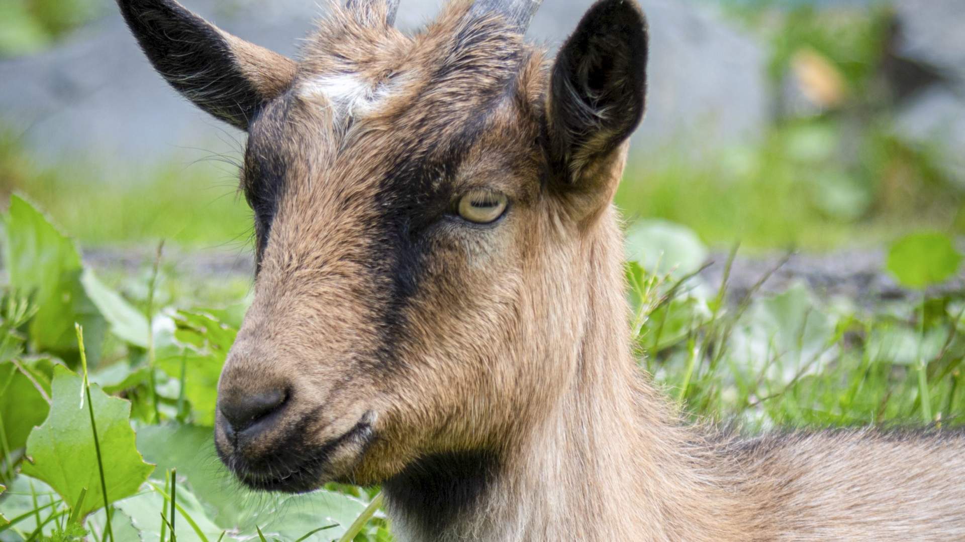 Løyle Gård - Besøksgård med alpakka, hester, hunder og geiter