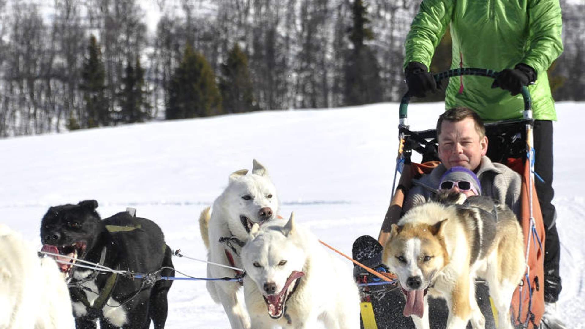 Langedrag Hundekjøring