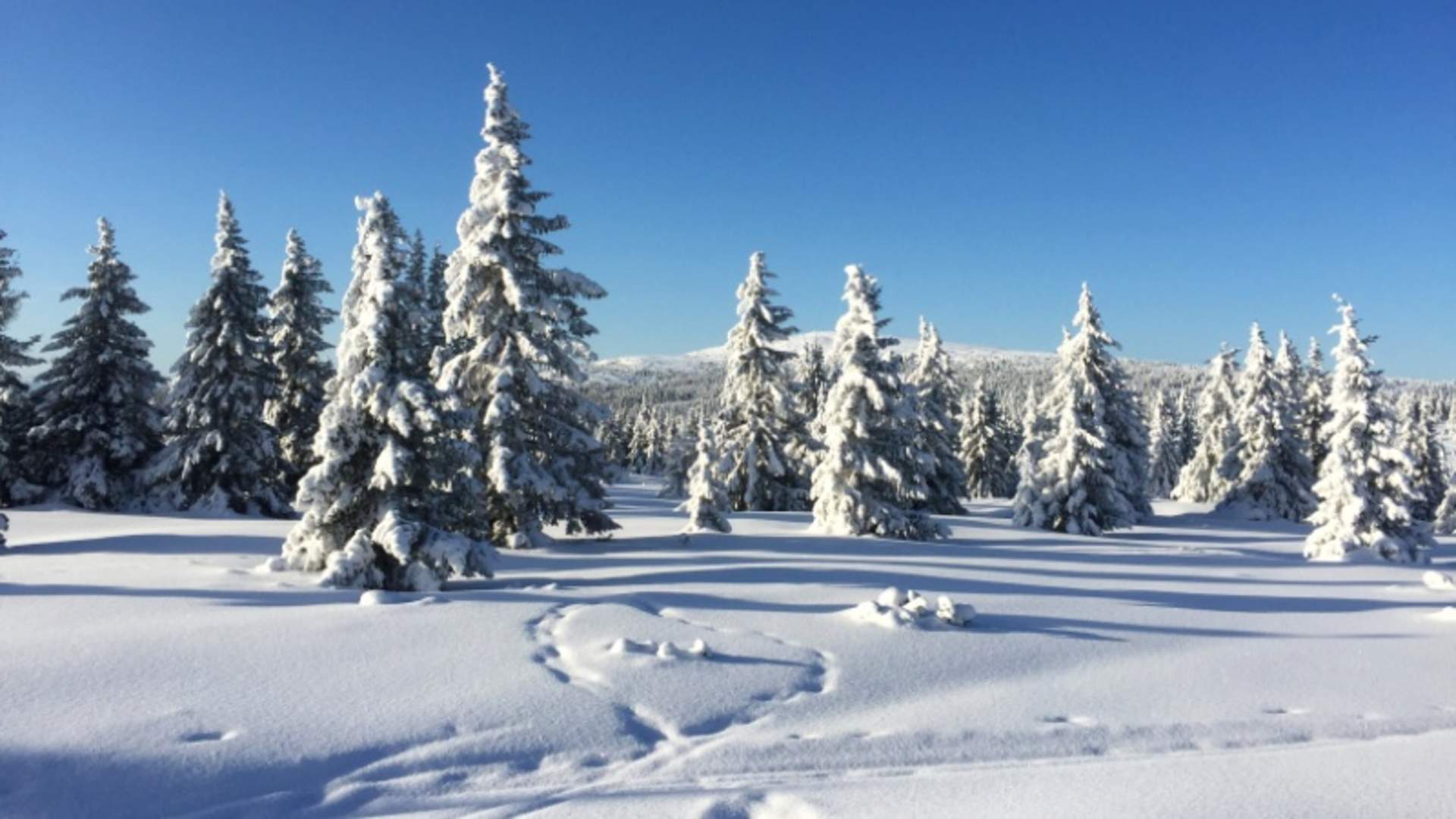 Winter Wonderland