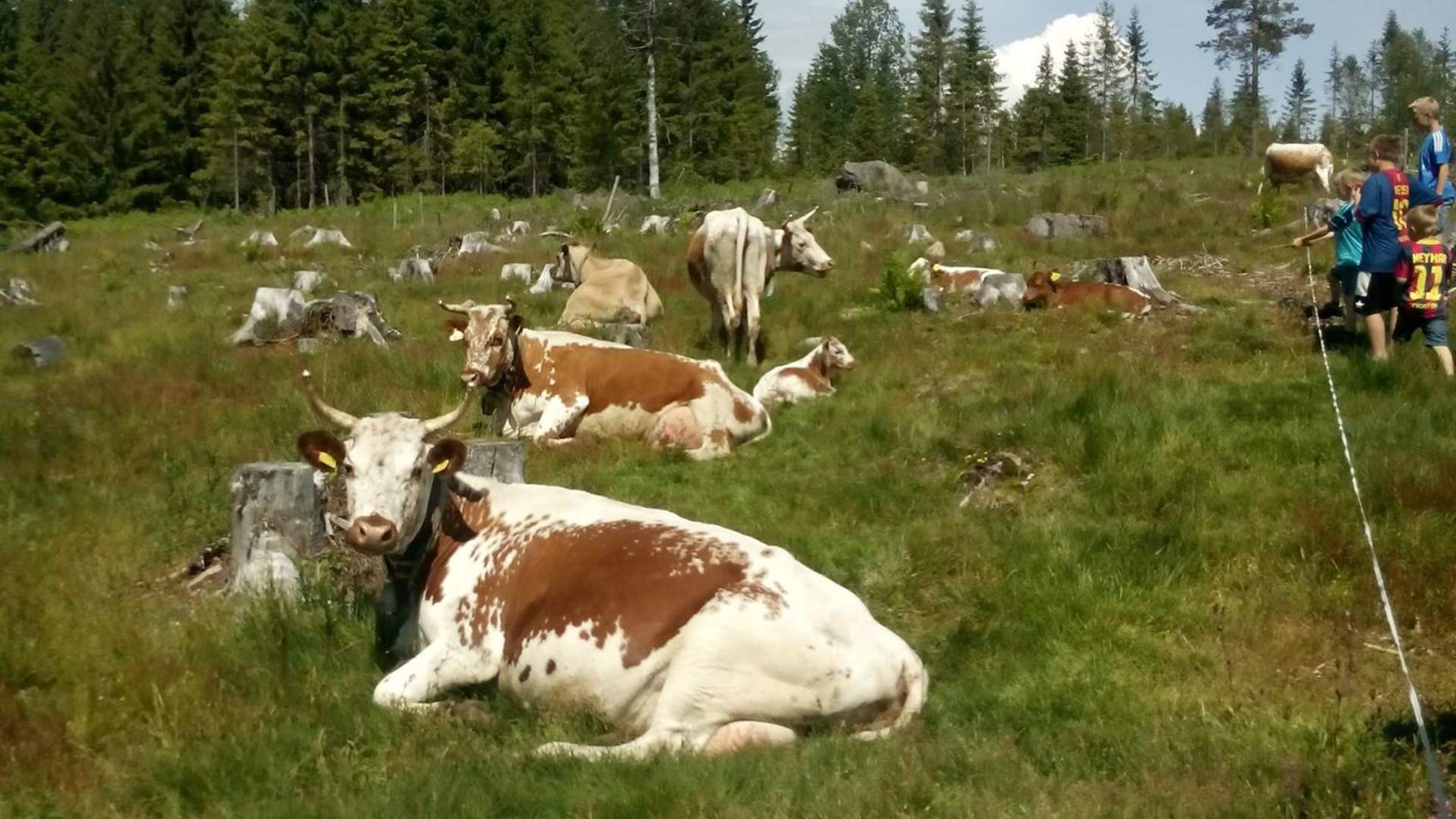Nordgardsetra 4H seter