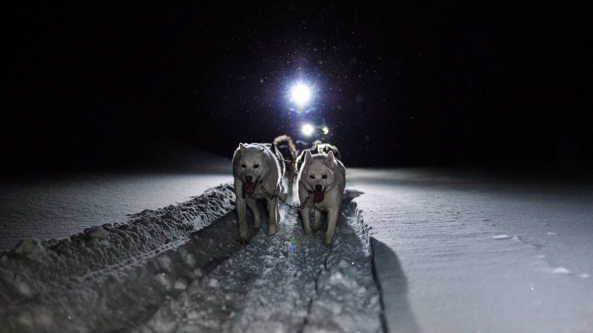 2. Dogsledding_Photo Morten Rostille_Basecamp Explorer2