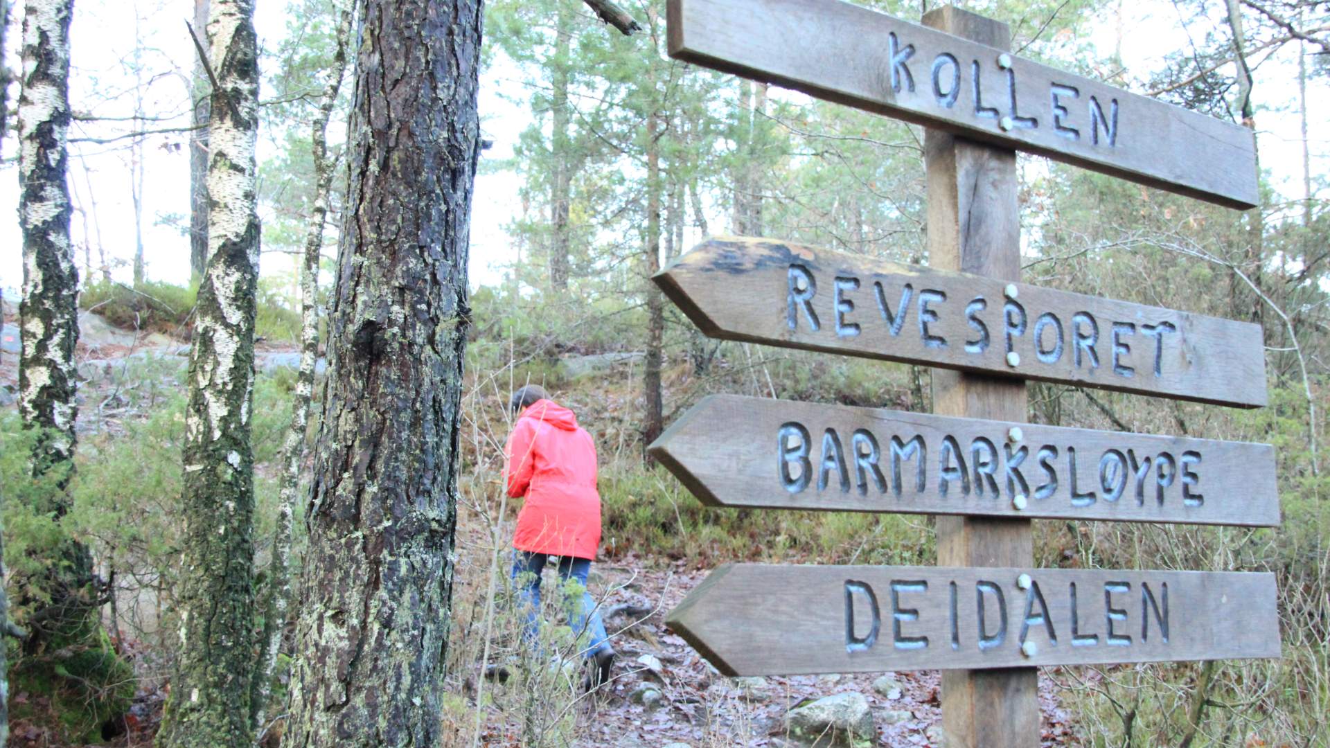 Kollen